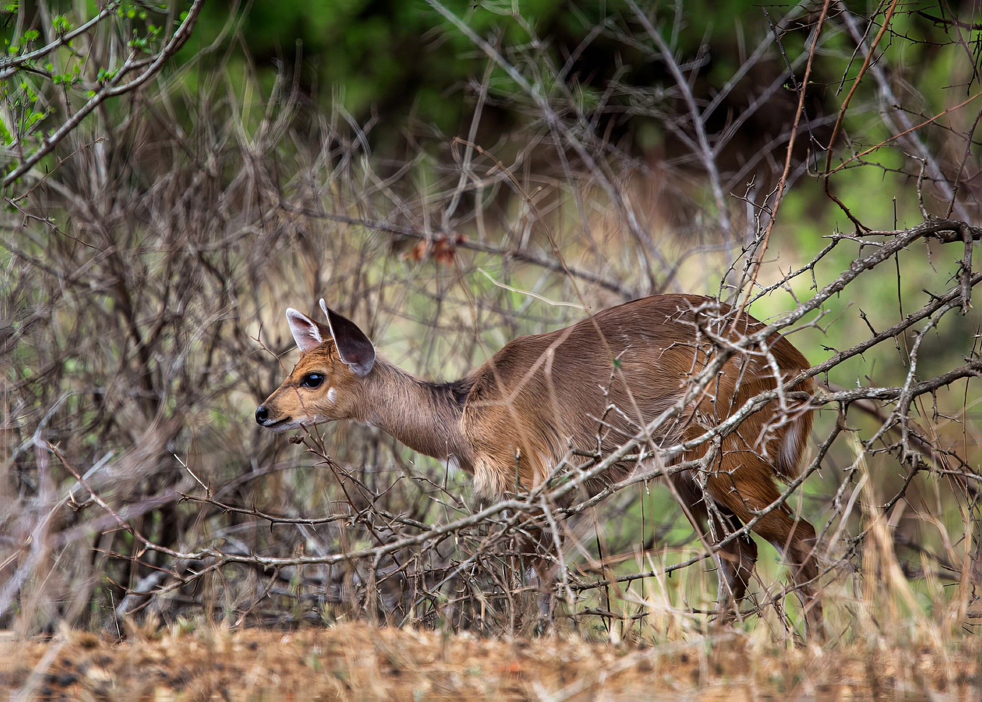 Сафари (ЮАР). Фотограф Владимир Остапенко