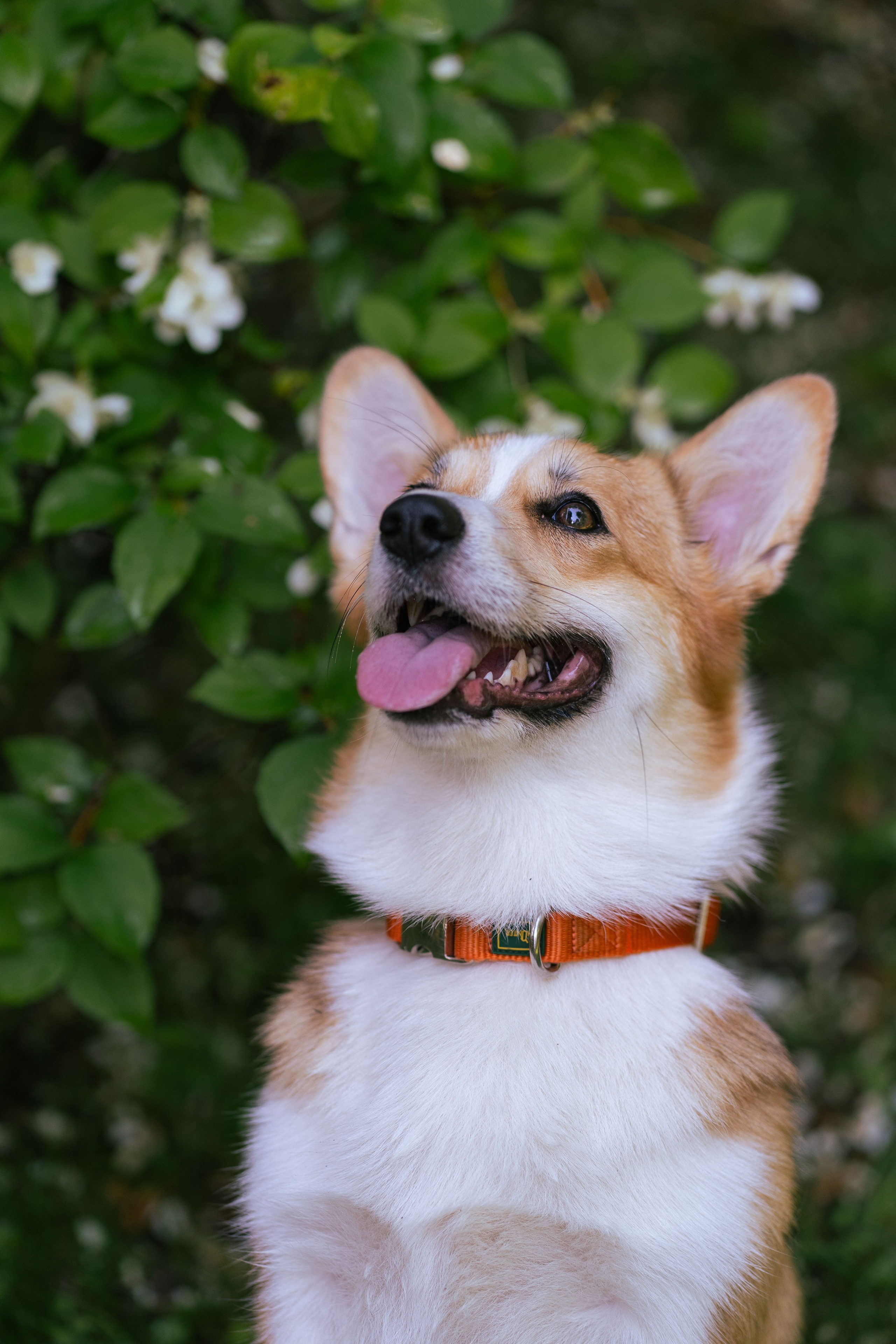 Ольга и коржики. Свадебный фотограф в Москве Анна Полушина