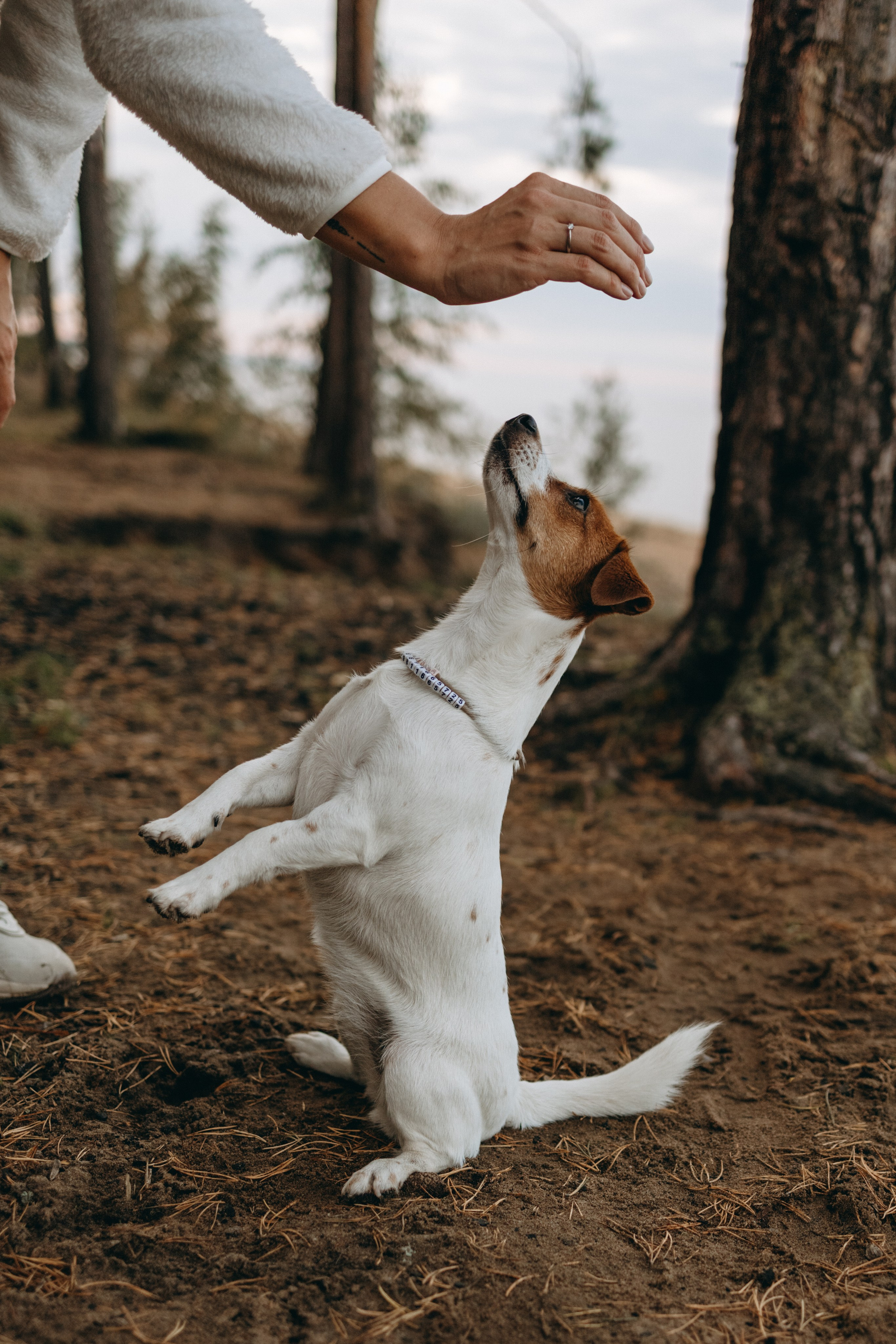 Лея и ее семья. Фотограф — Анималист | Санкт-Петербург