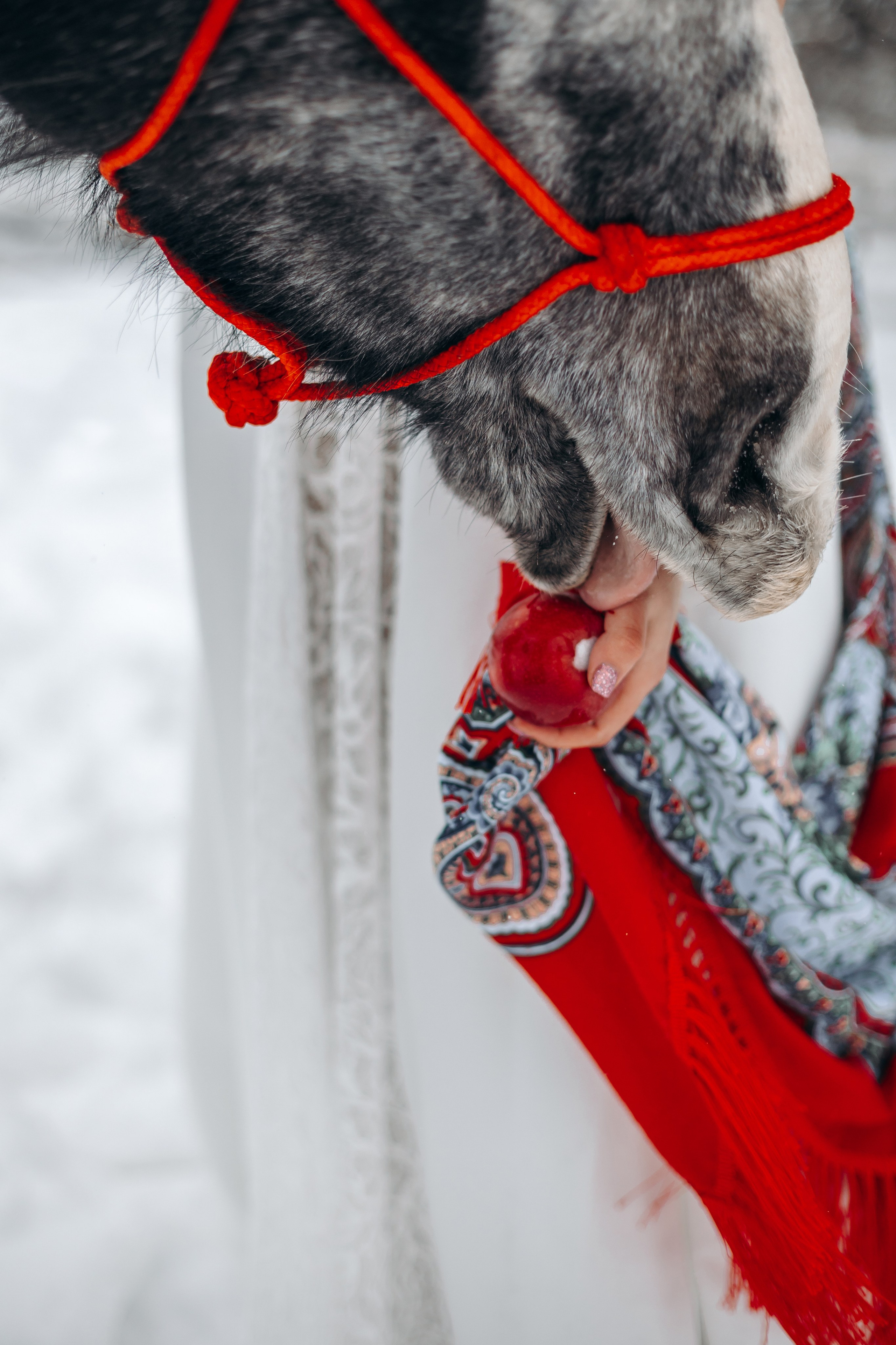 Яблоки на снегу. Анна Молчанова конный фотограф в Тюмени | фотосессии с лошадьми Тюмень