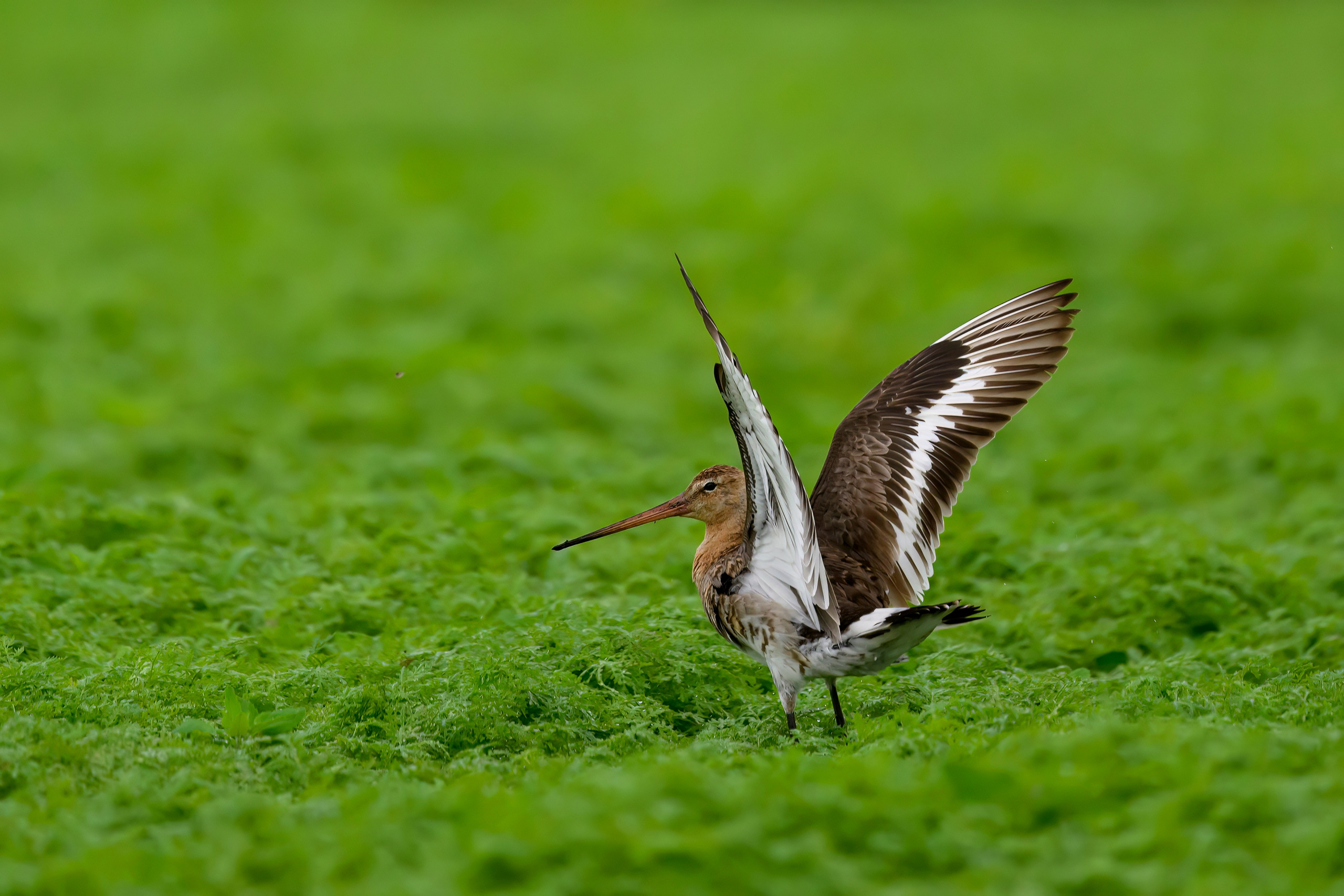 Веретенник. Фотограф Сергей Пупонин