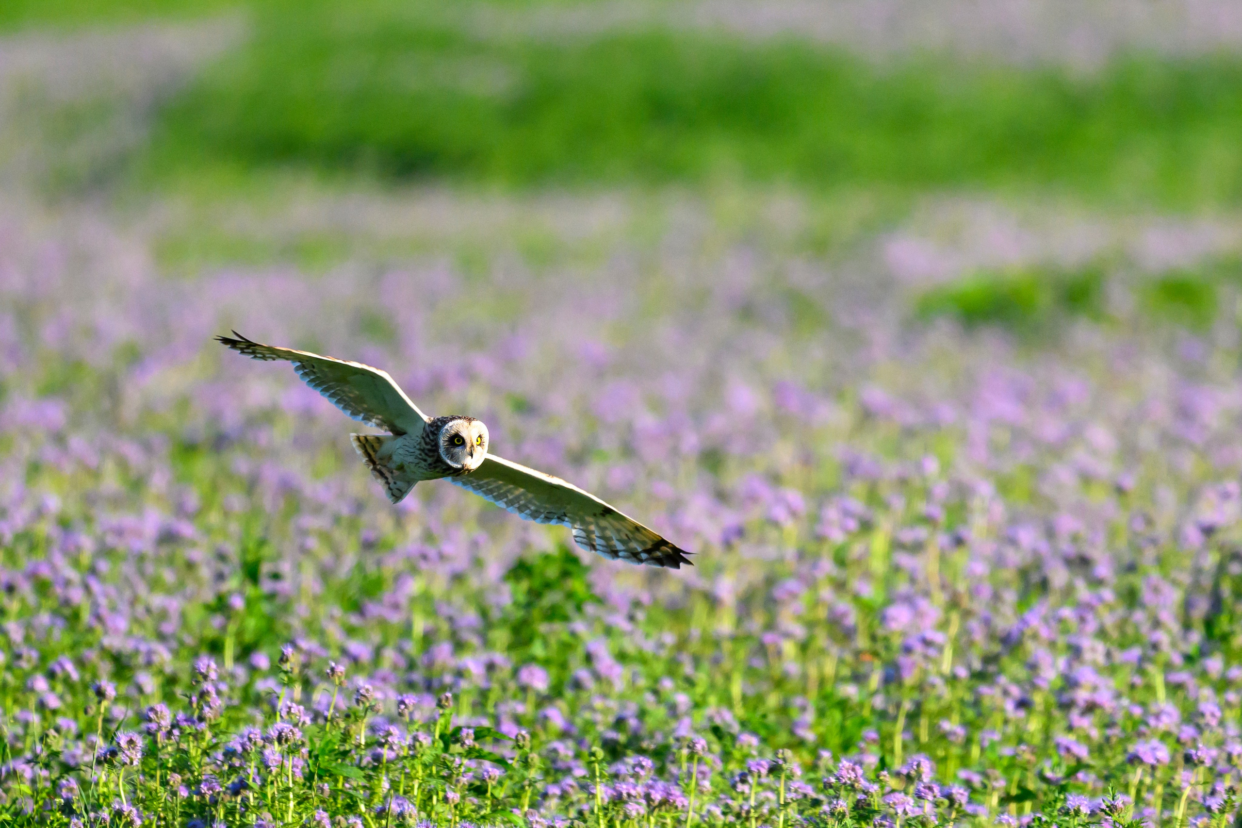 Охота совы. Фотограф Сергей Пупонин