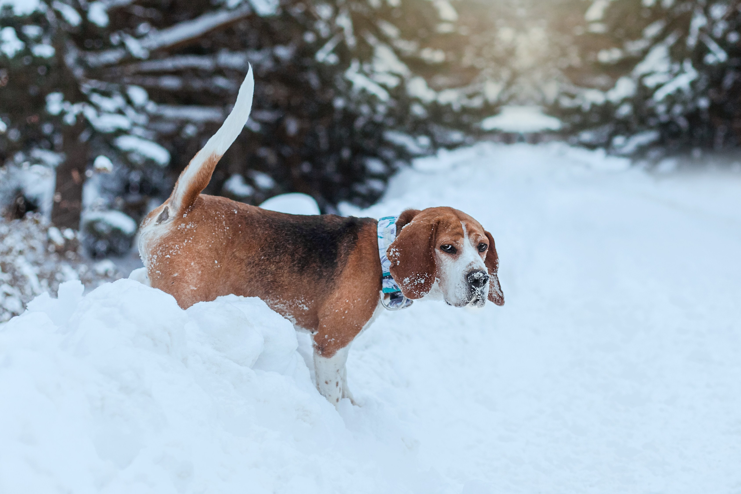 Дом для Биглей 2023. Фотограф-анималист Татьяна Степанова