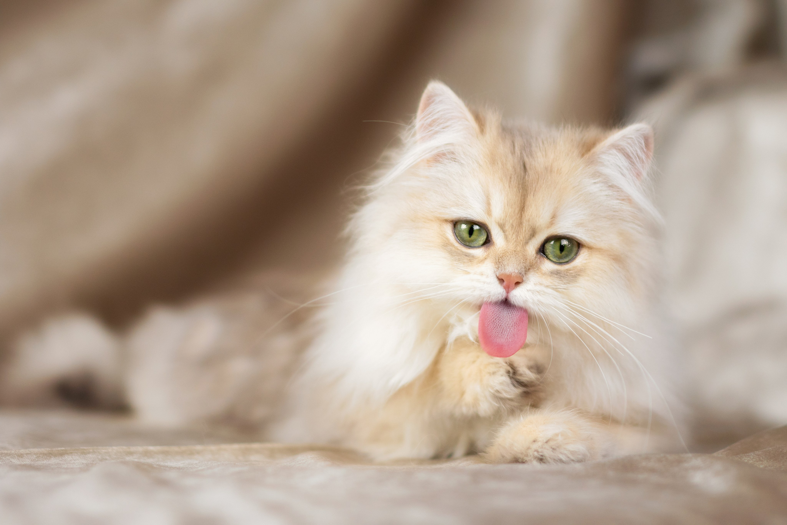 Кошки. Фотограф-анималист Юлия Зубкова