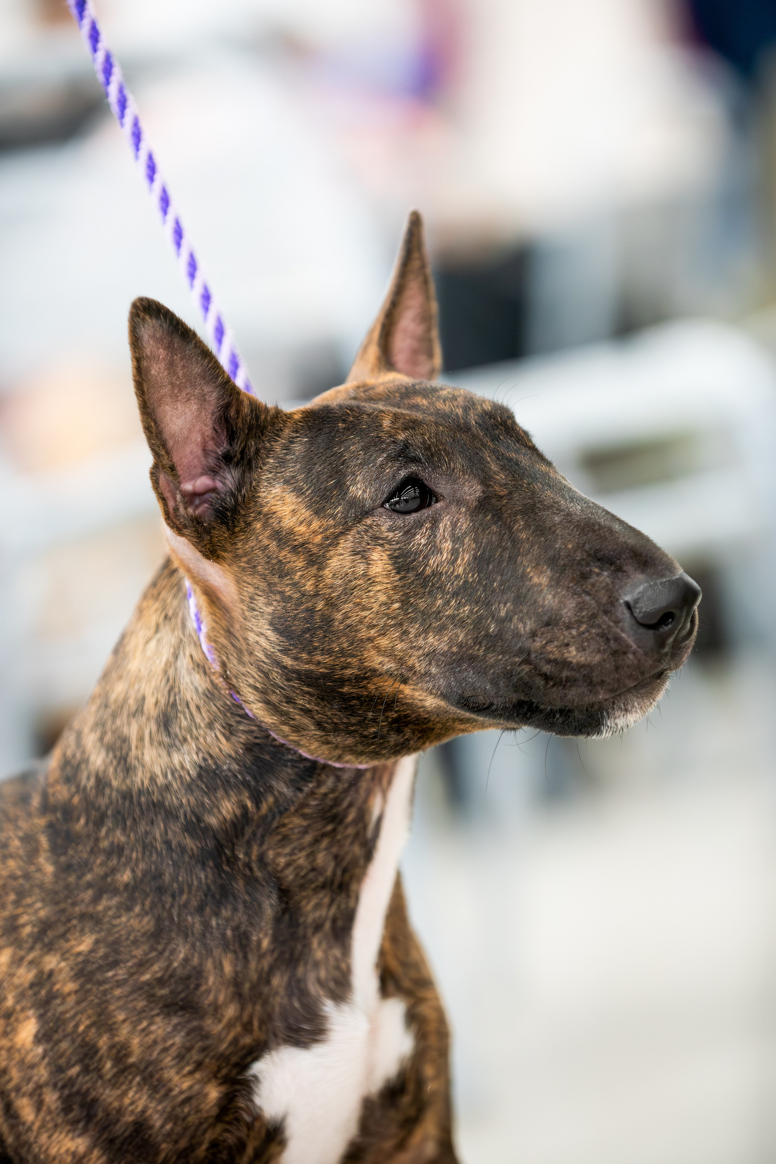 Выставки. Фотограф — Анималист