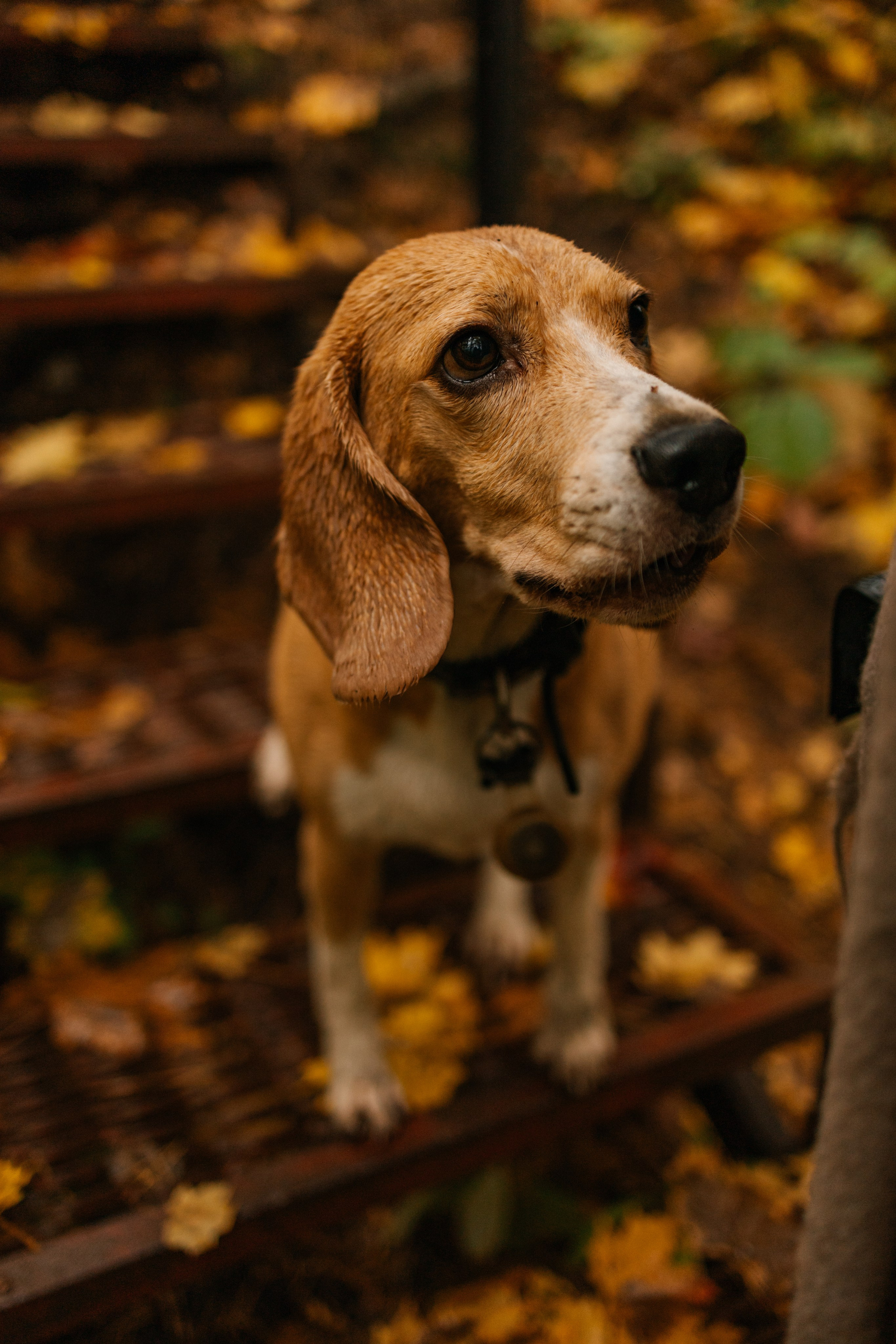 Лена и Тайгер. Фотограф — Анималист | Санкт-Петербург