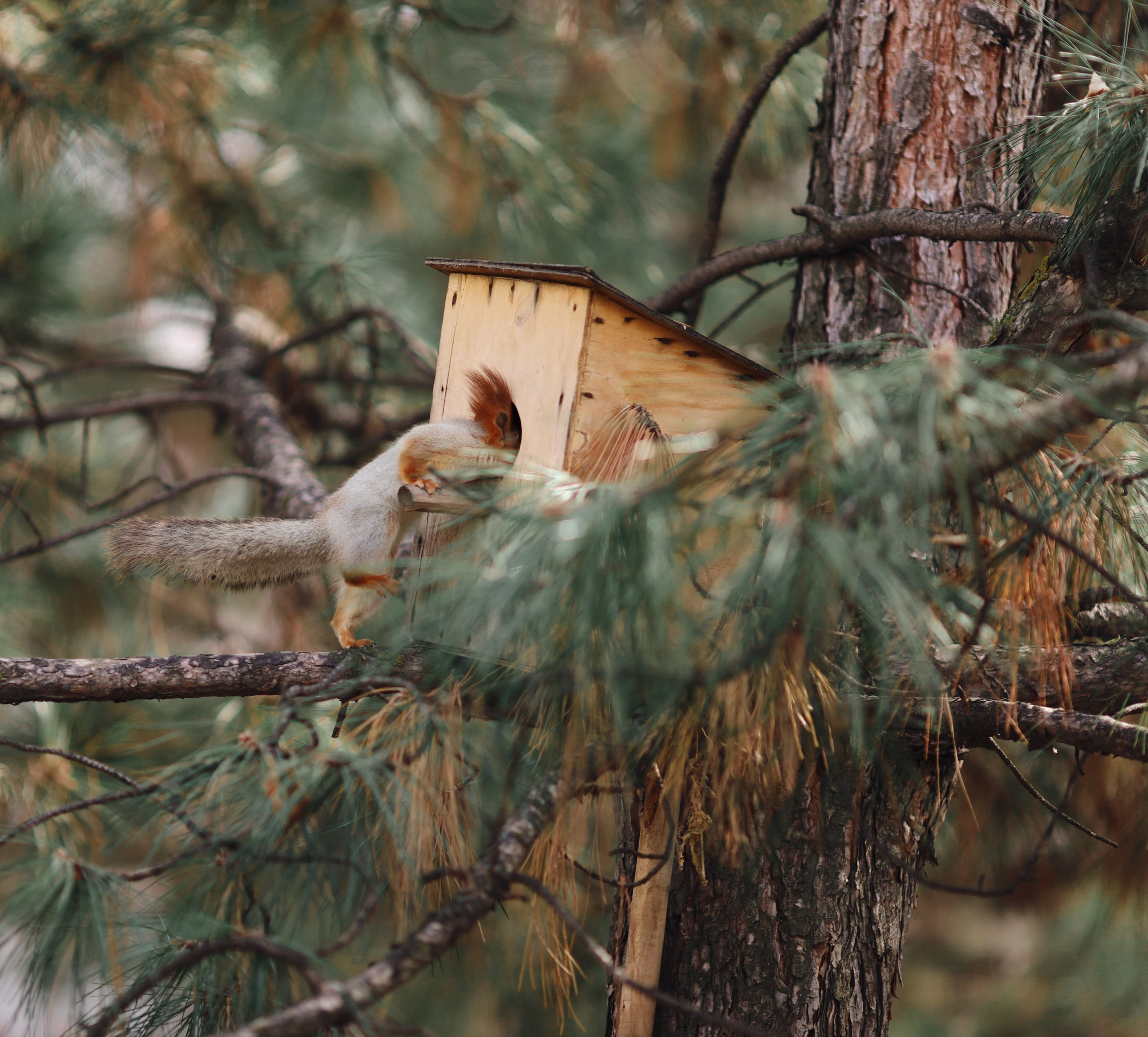 Фотография белка