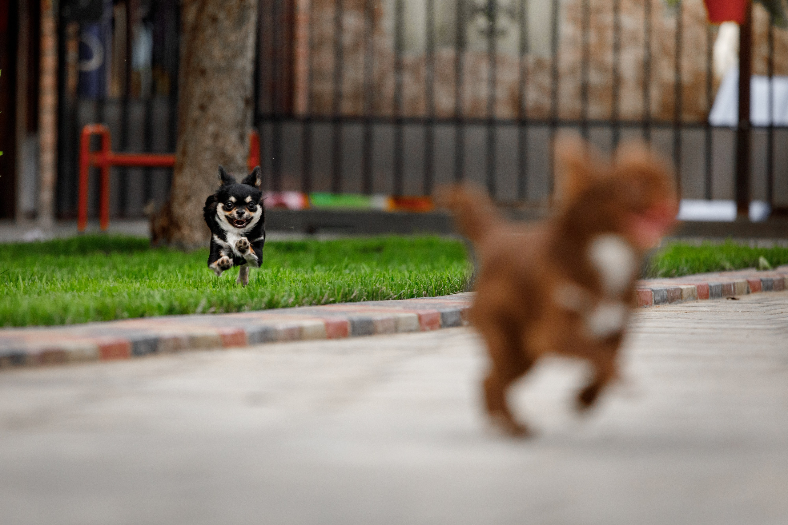 Болтовня в саду. О нас