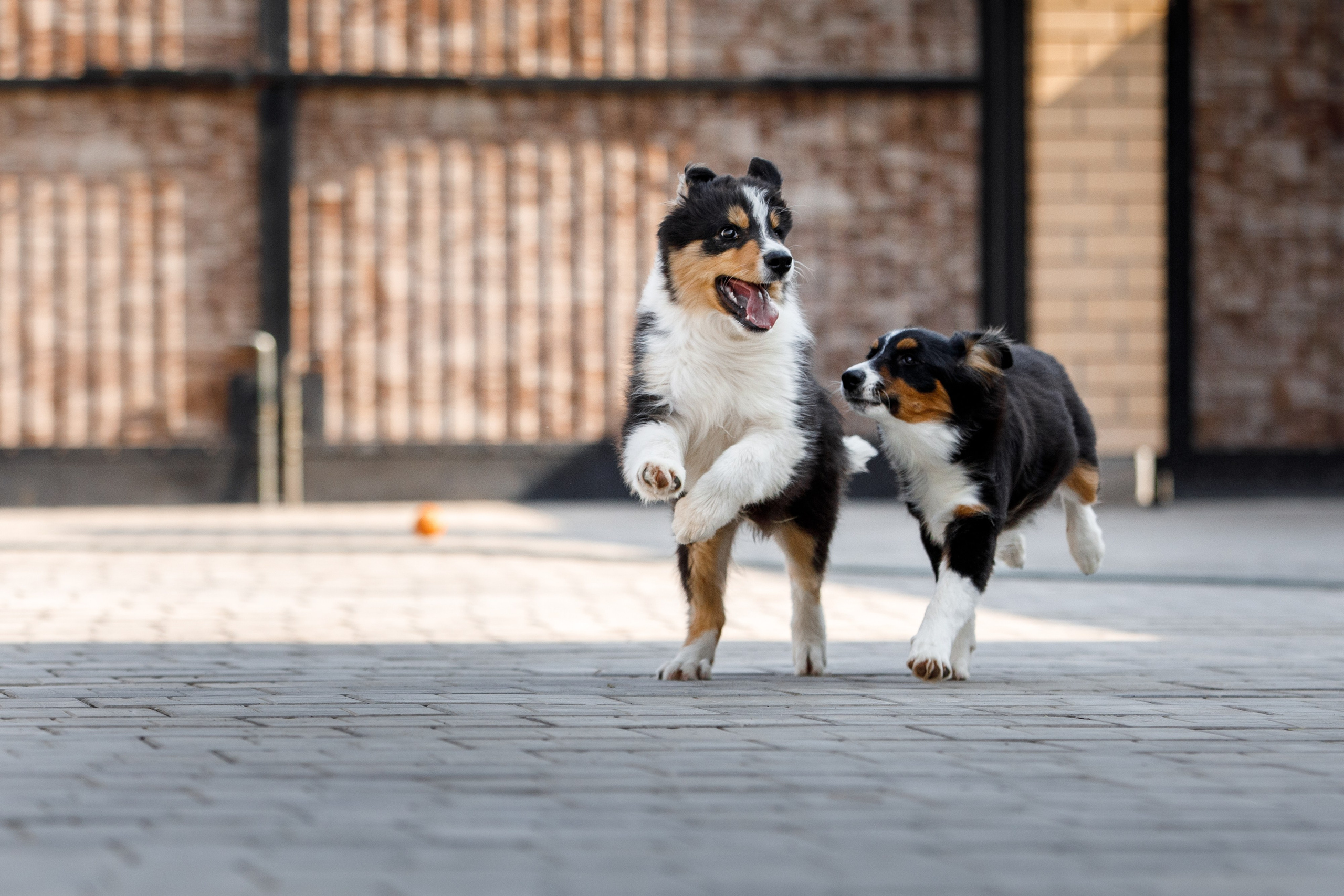 Смешарики. О нас