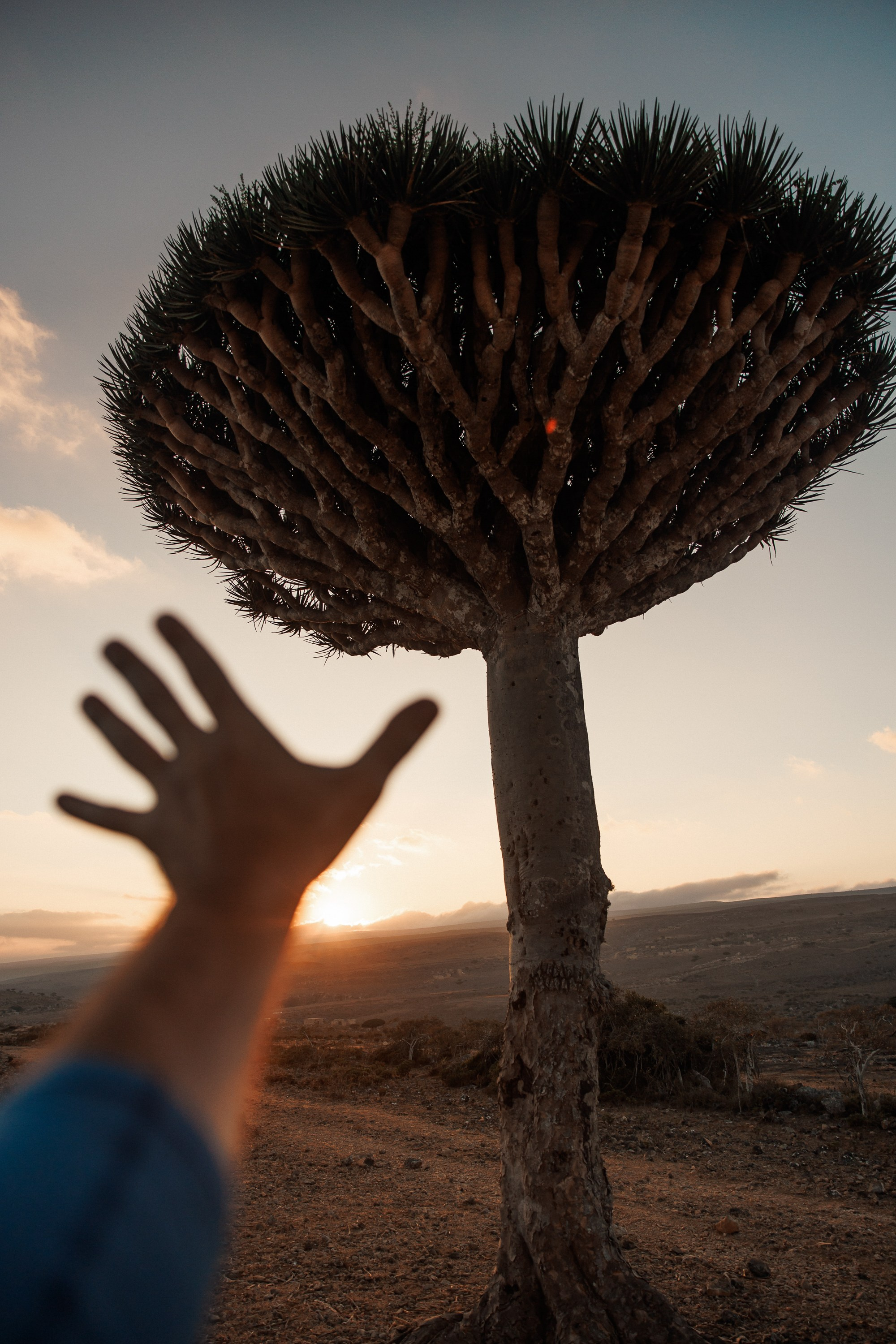 Socotra