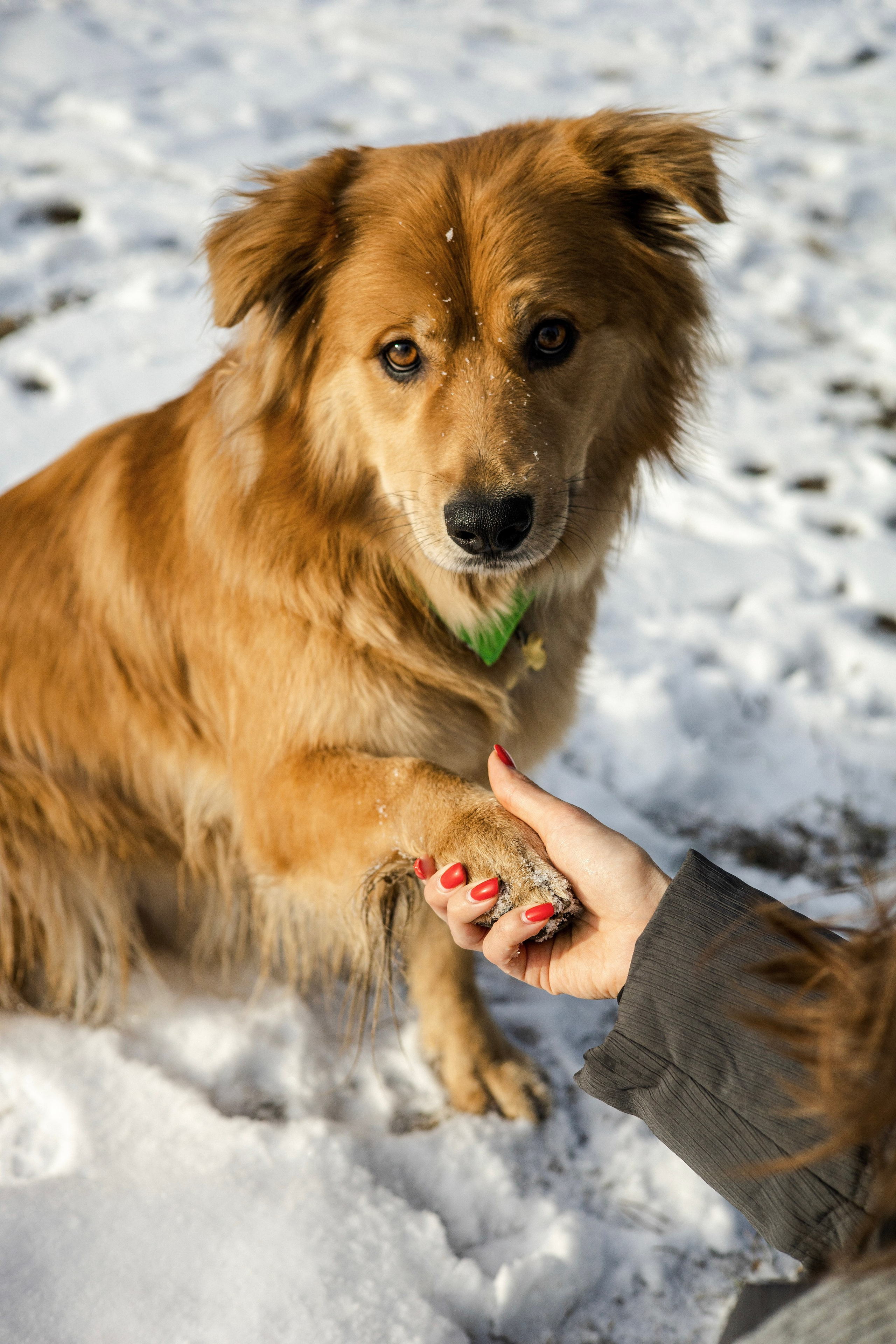 Рыж и Яна. Фотограф-анималист Ксения Шевцова|Москва