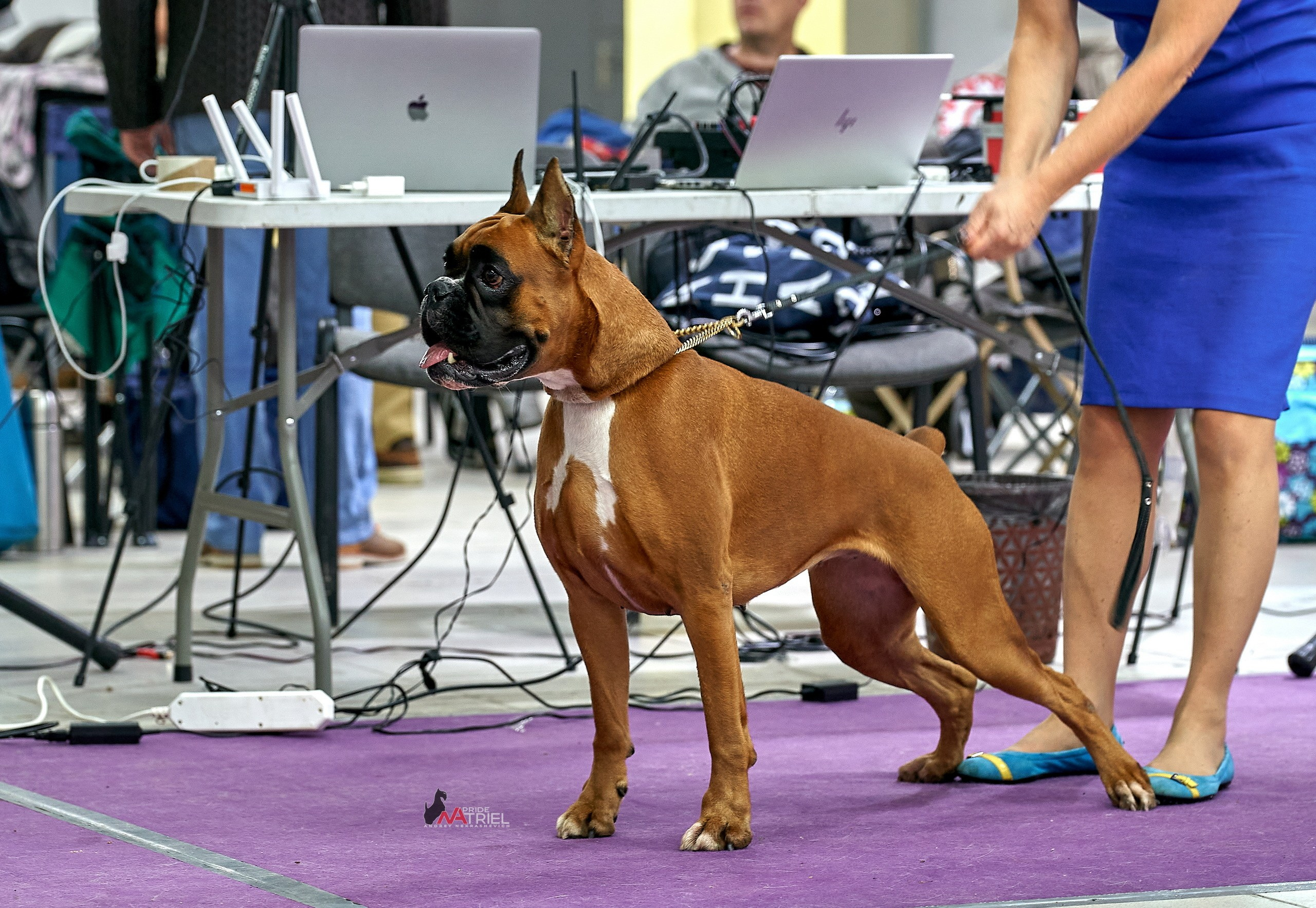 Работа в рингах — галерея NATRIEL