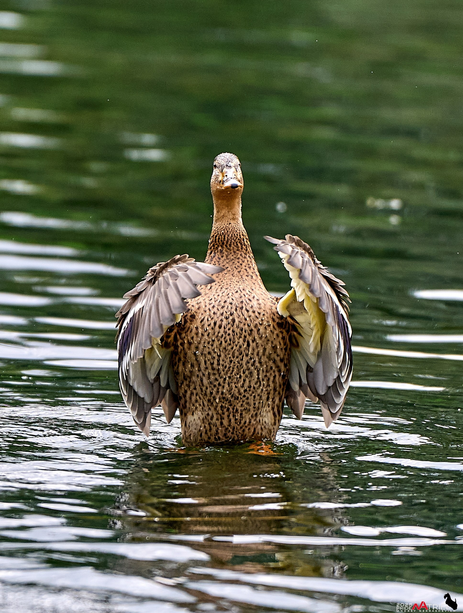 Утки на пруду