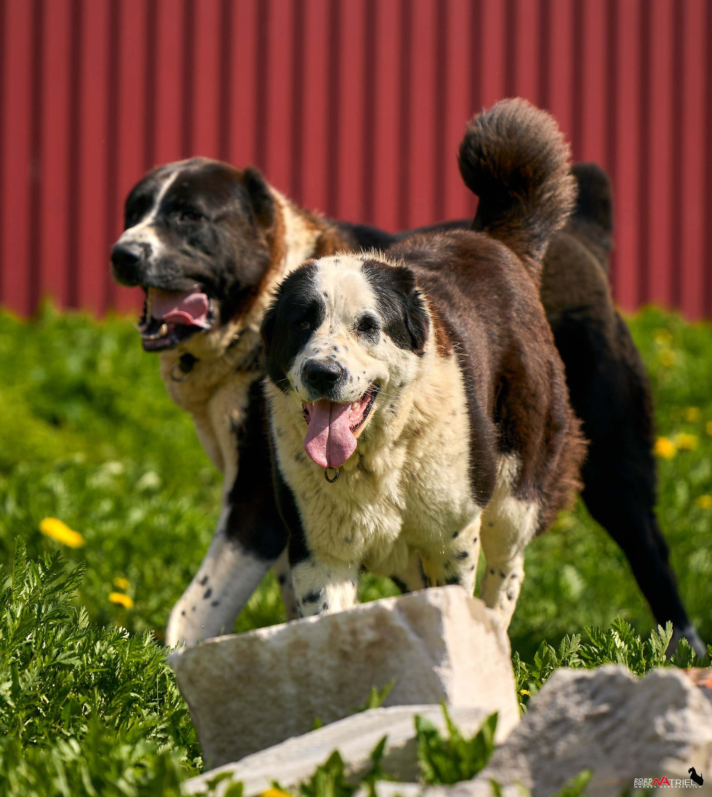 Съемка в питомнике