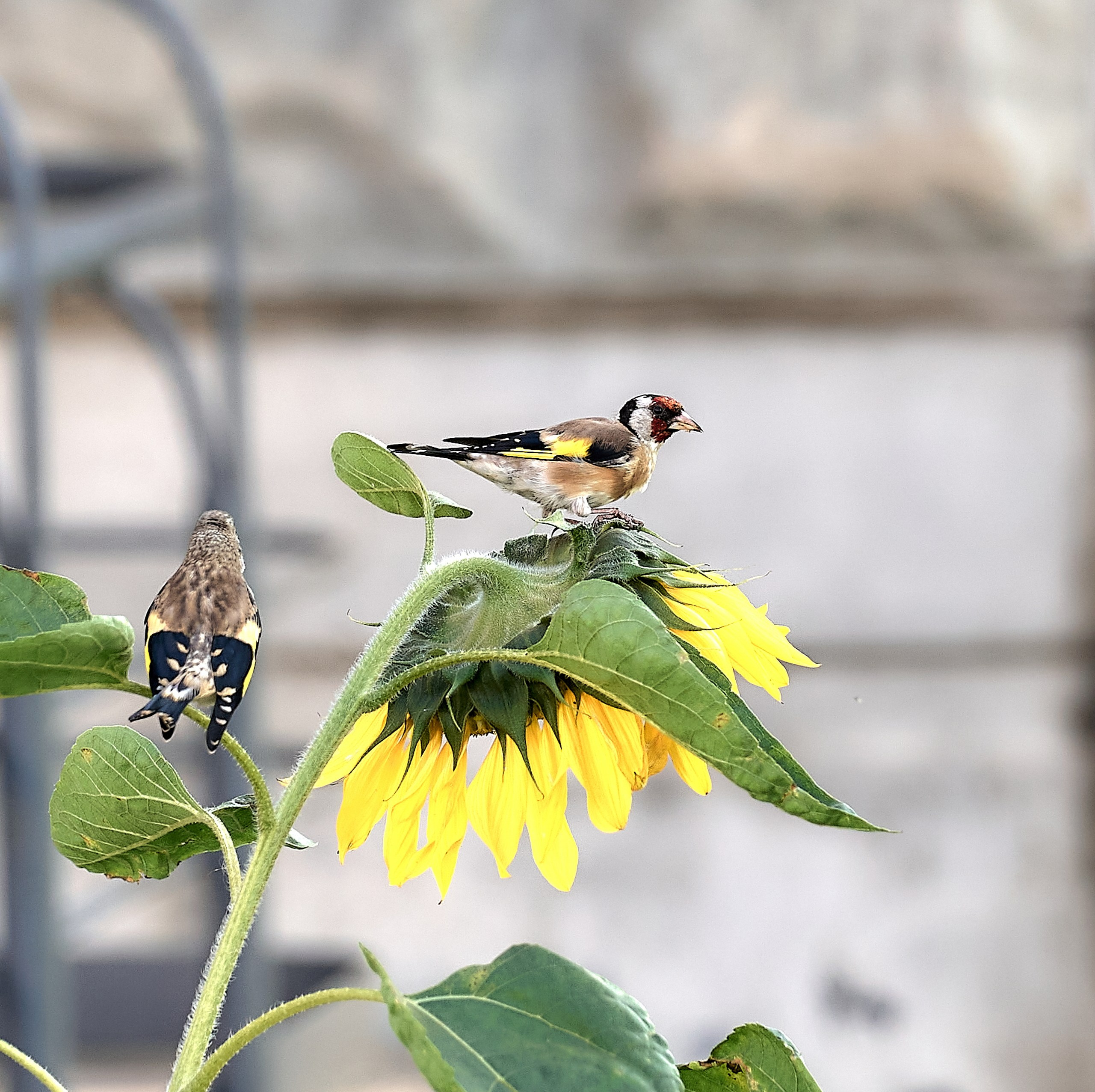 Фото птиц — галерея NATRIEL