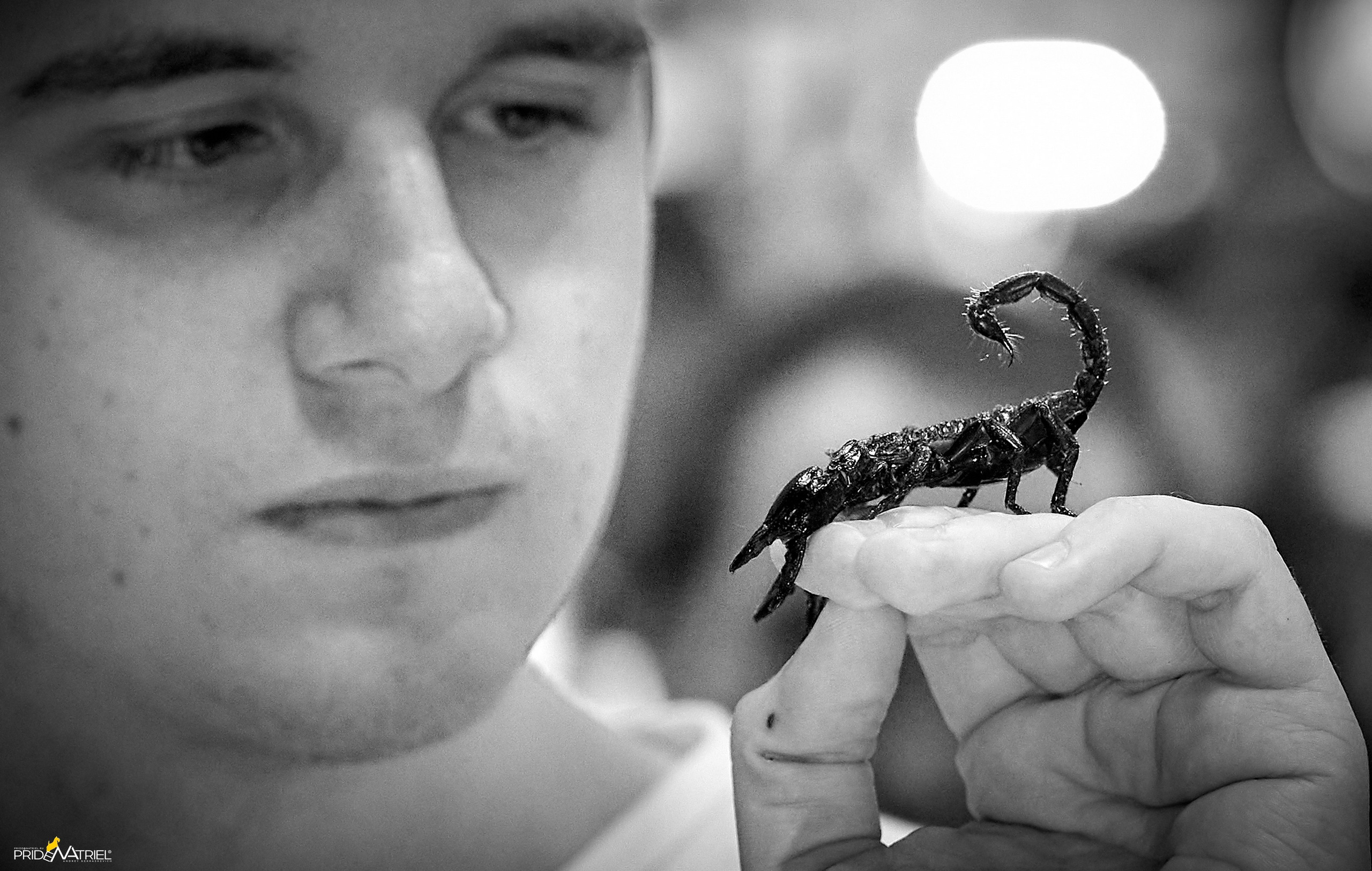 Выставки животных — галерея NATRIEL