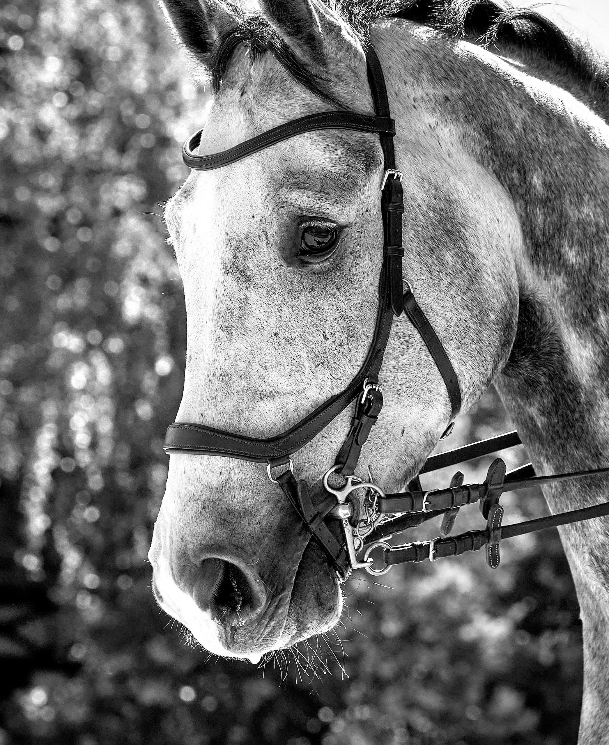 Снимки лошадей — галерея NATRIEL