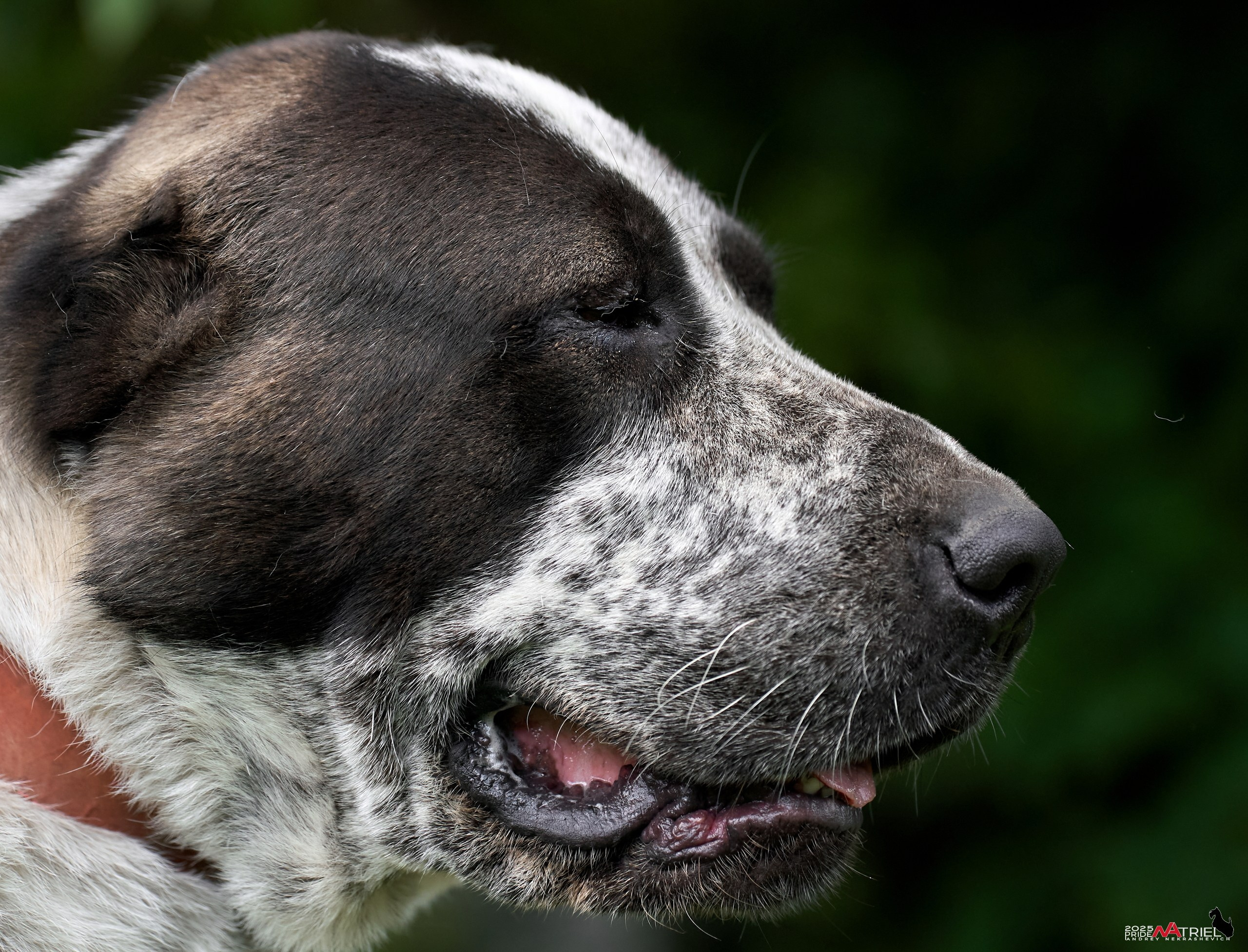 Алабаи и скотч-терьеры в питомнике у Ольги