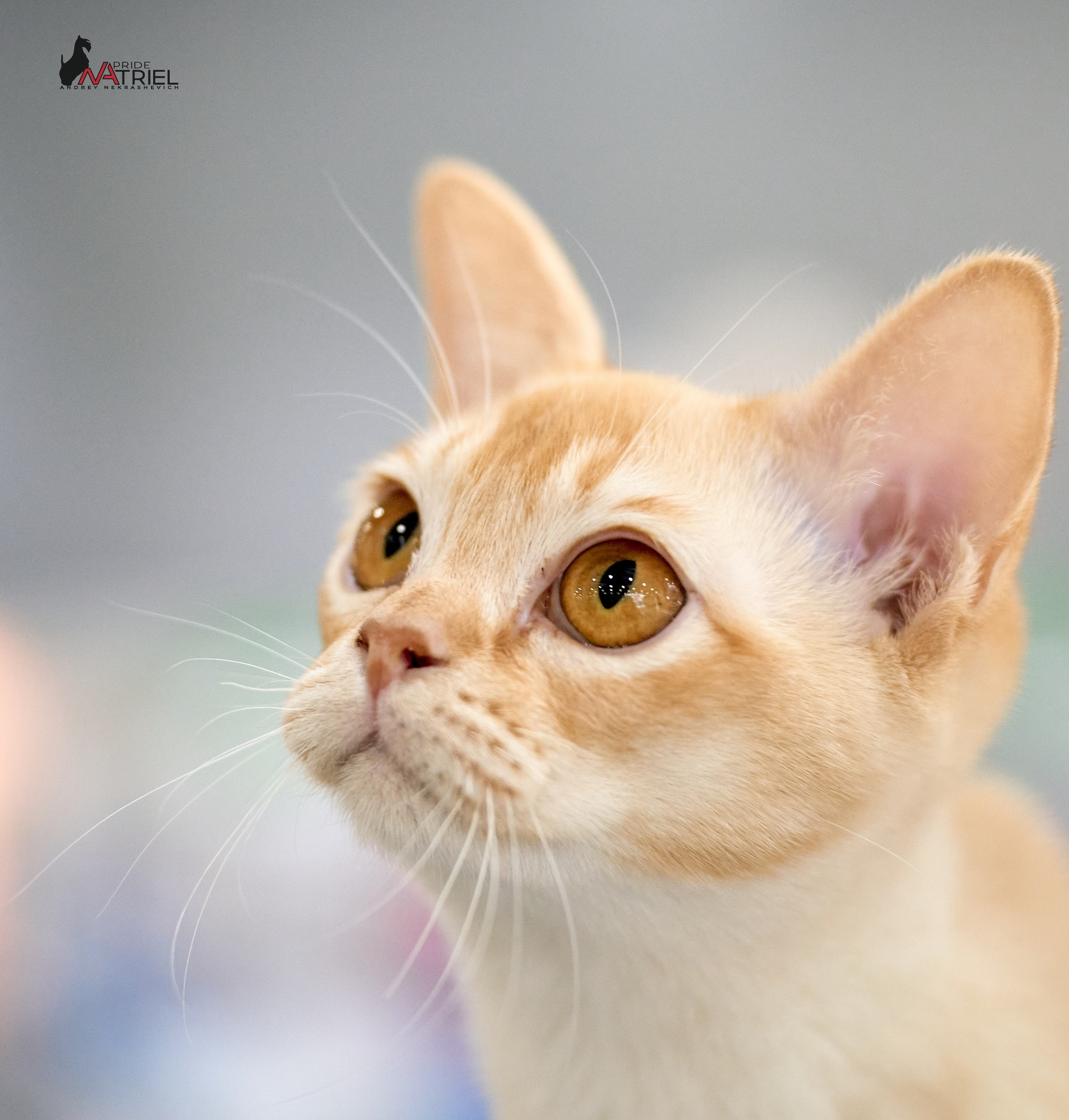 Кошки на выставках — галерея NATRIEL