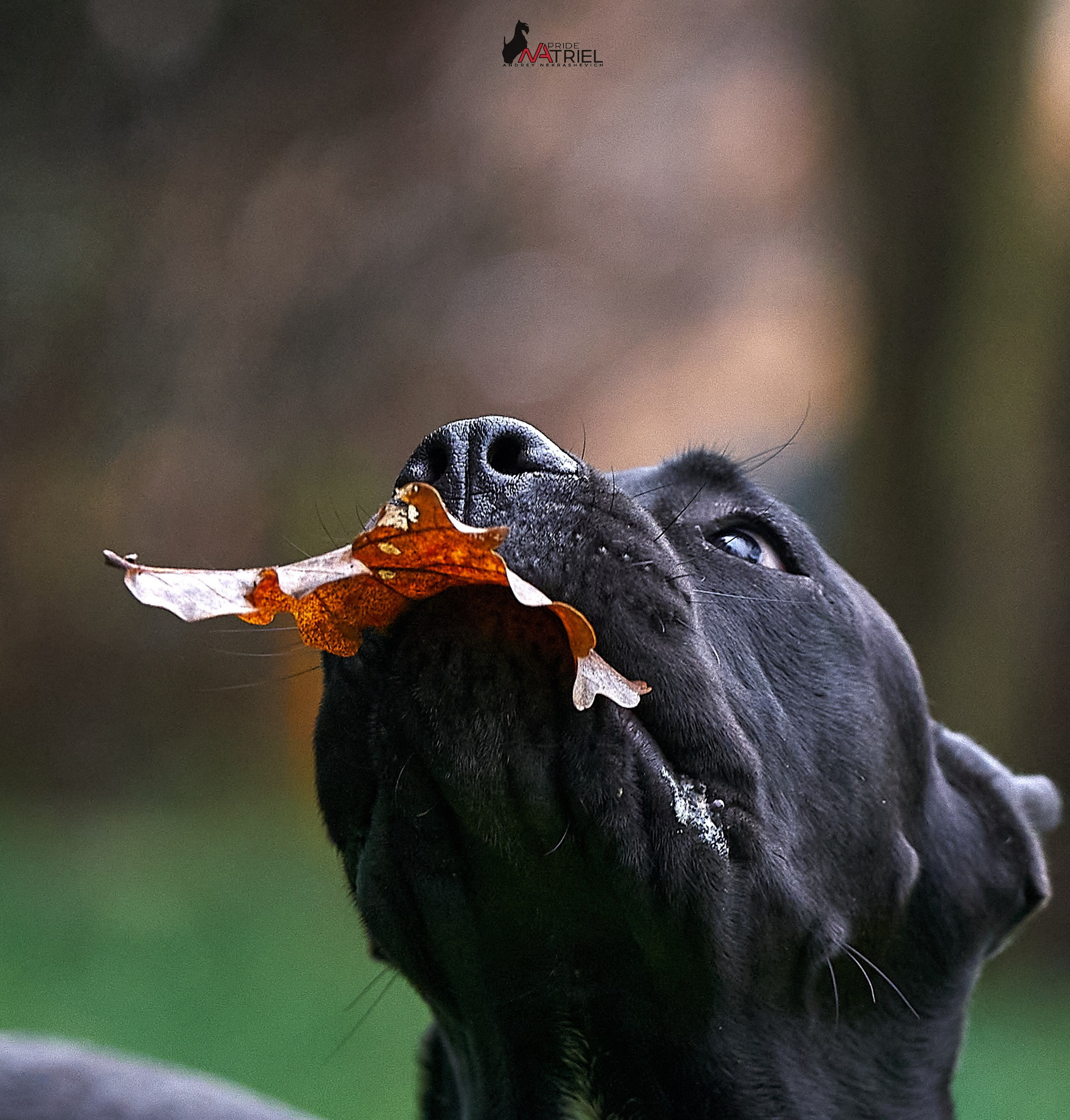 Портреты собак — галерея NATRIEL