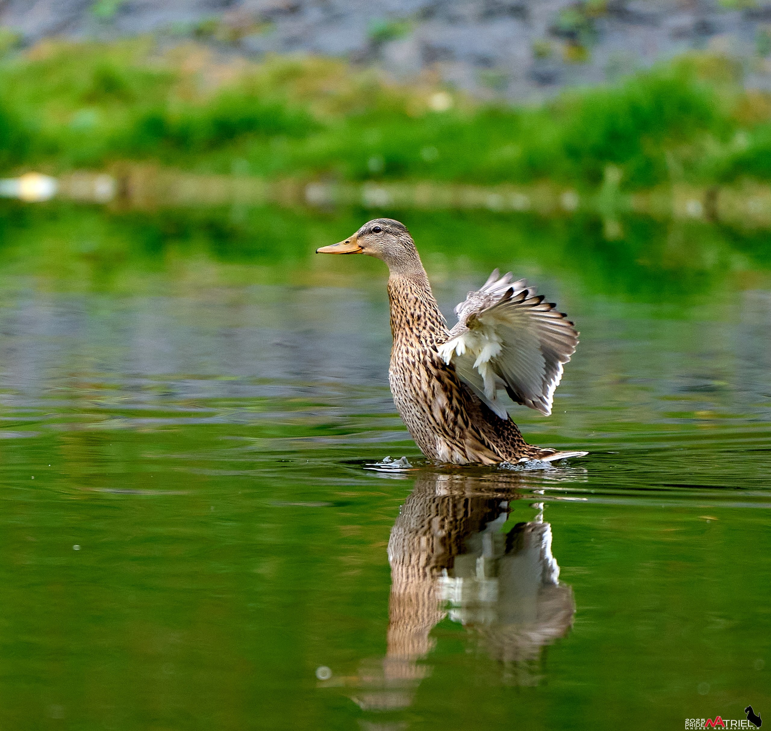 Утки на пруду