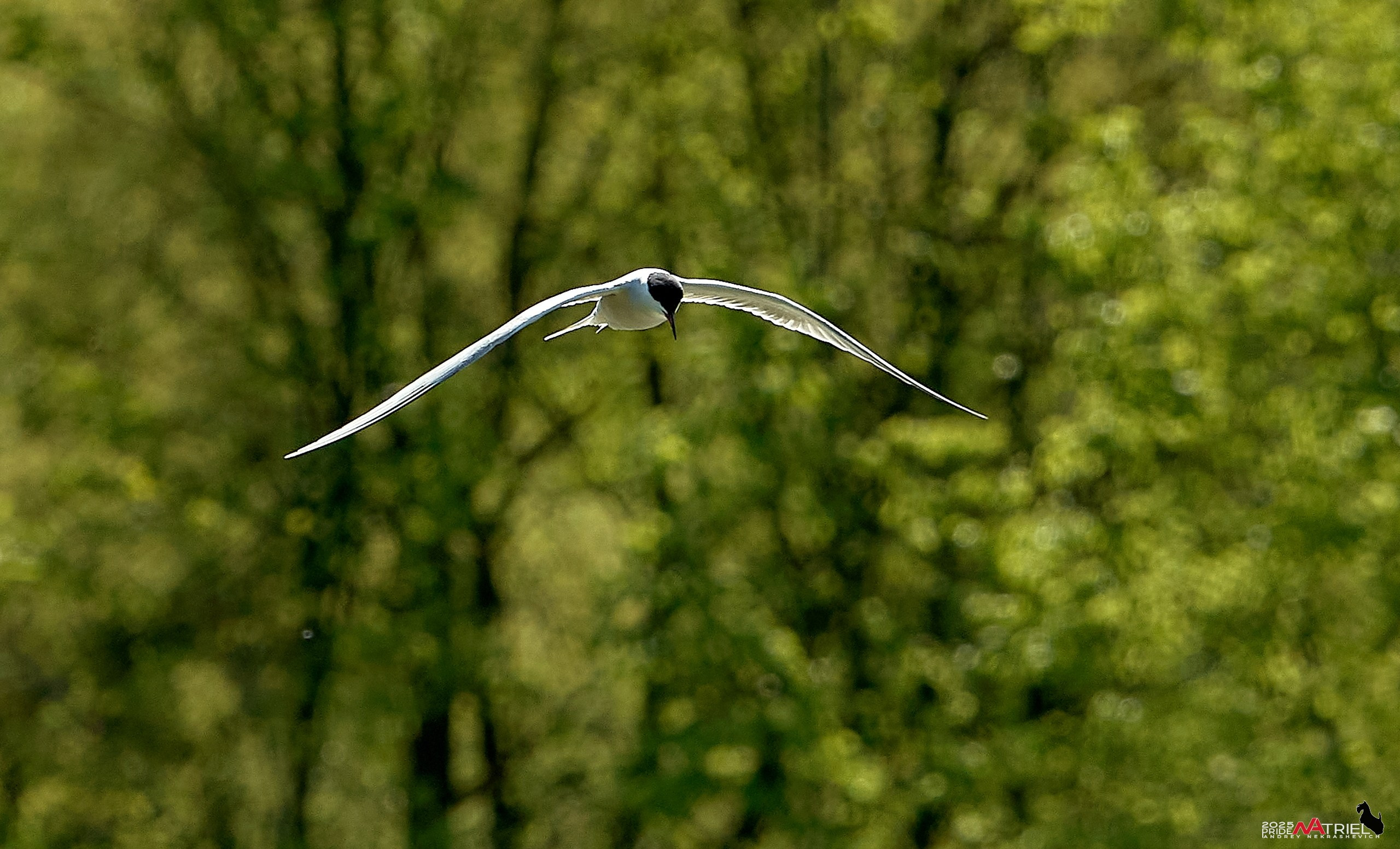 Птички и цветочки