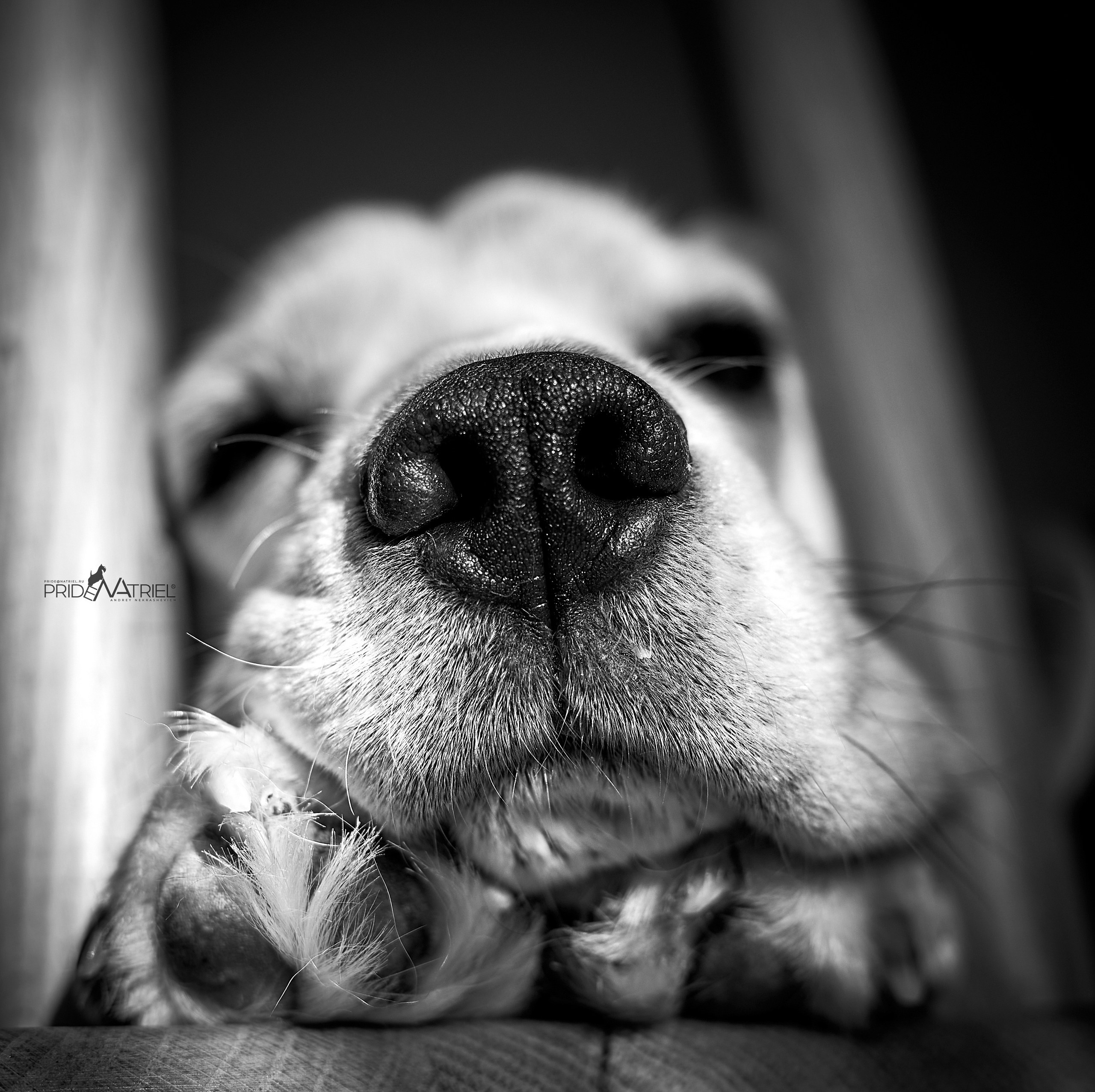 Портреты собак — галерея NATRIEL