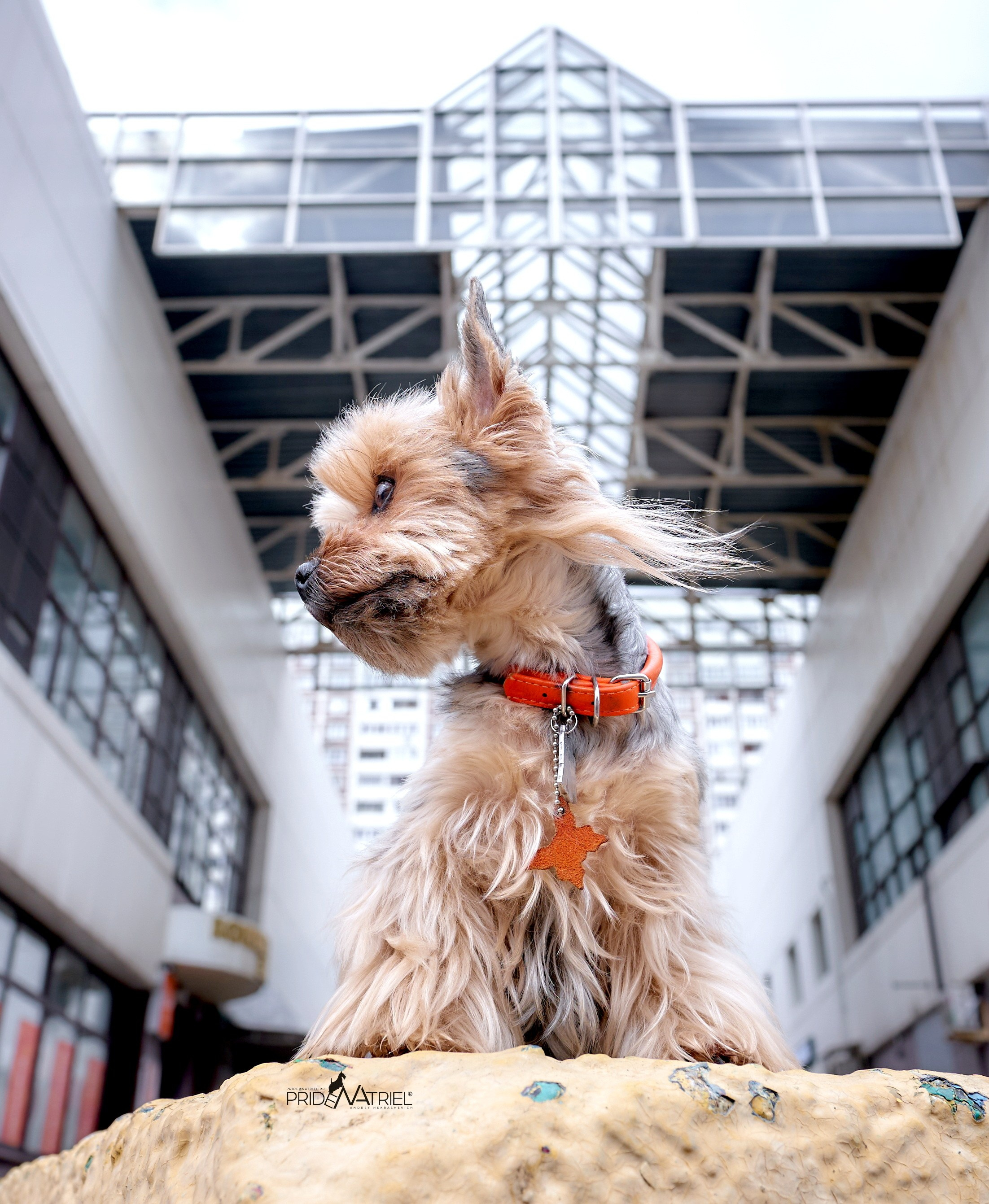 Йоркширский терьер Циля