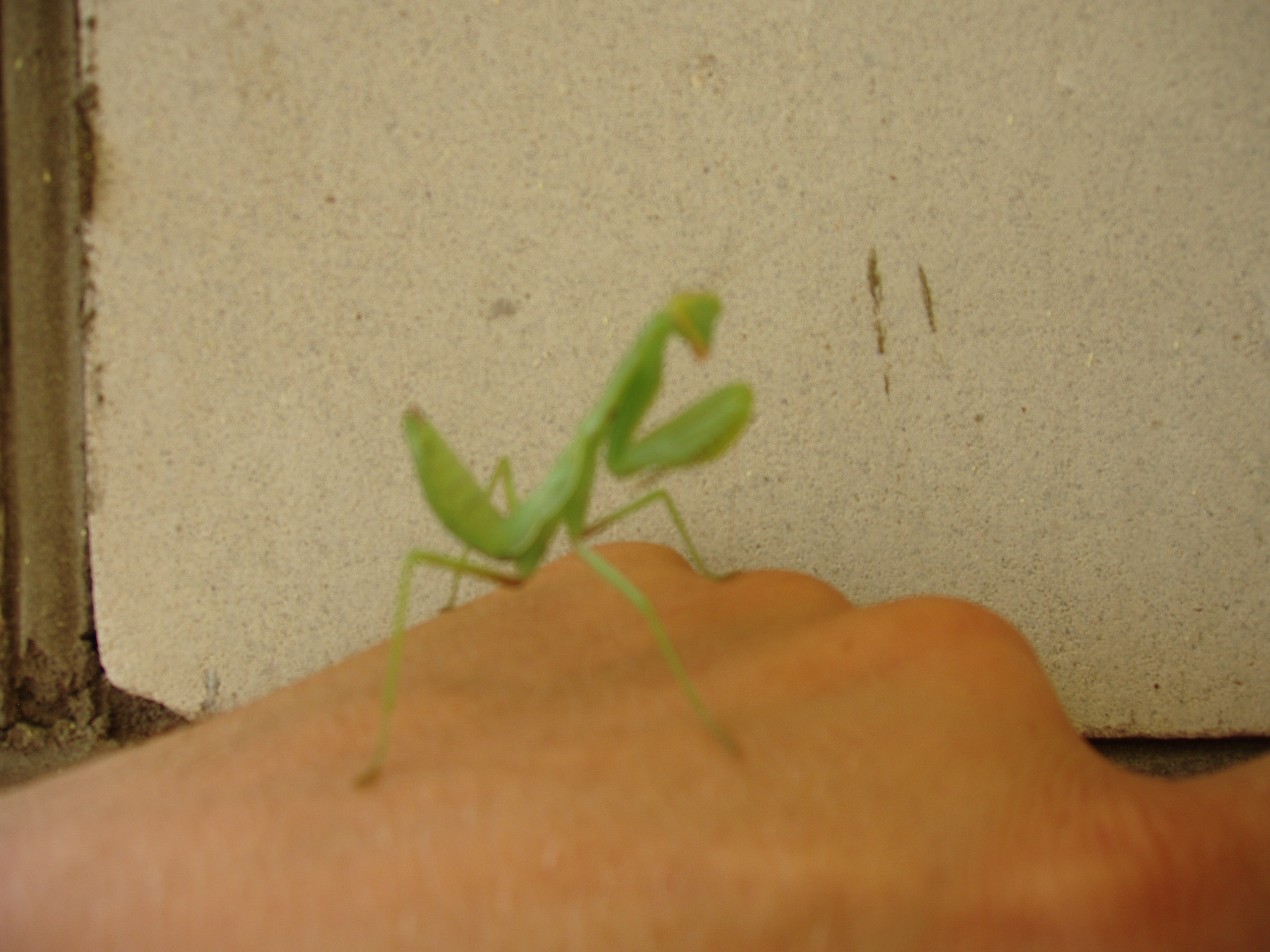 Отпуск 27.05-16.08. Семейный, Свадебный фотограф СПБ Питер— Романова Екатерина