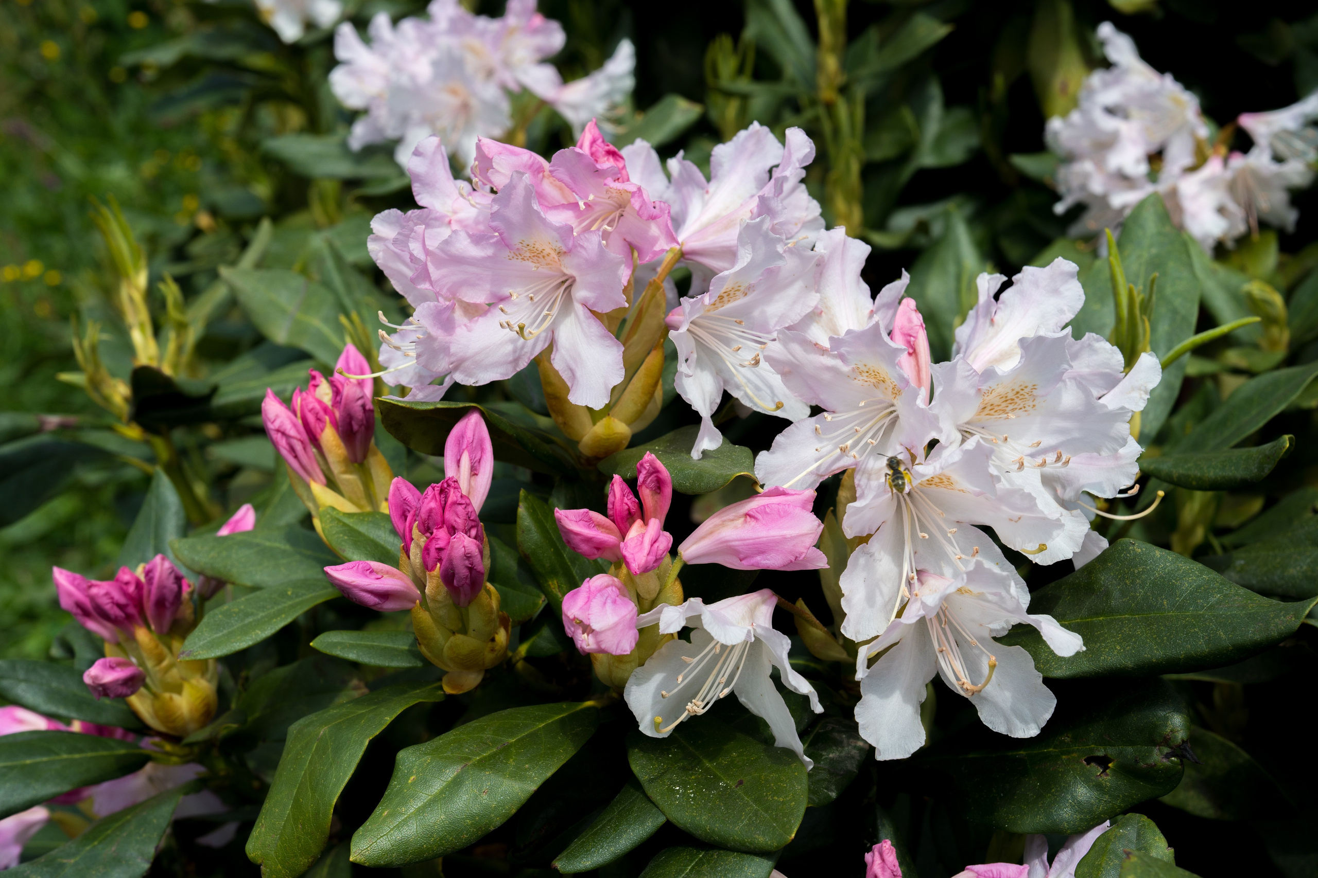 MICE мероприятие для компании «Доставка морем»: хайкинг к Ачипсинским водопадам. Репортажный фотограф в Красной Поляне и Сочи Павлюченко Екатерина