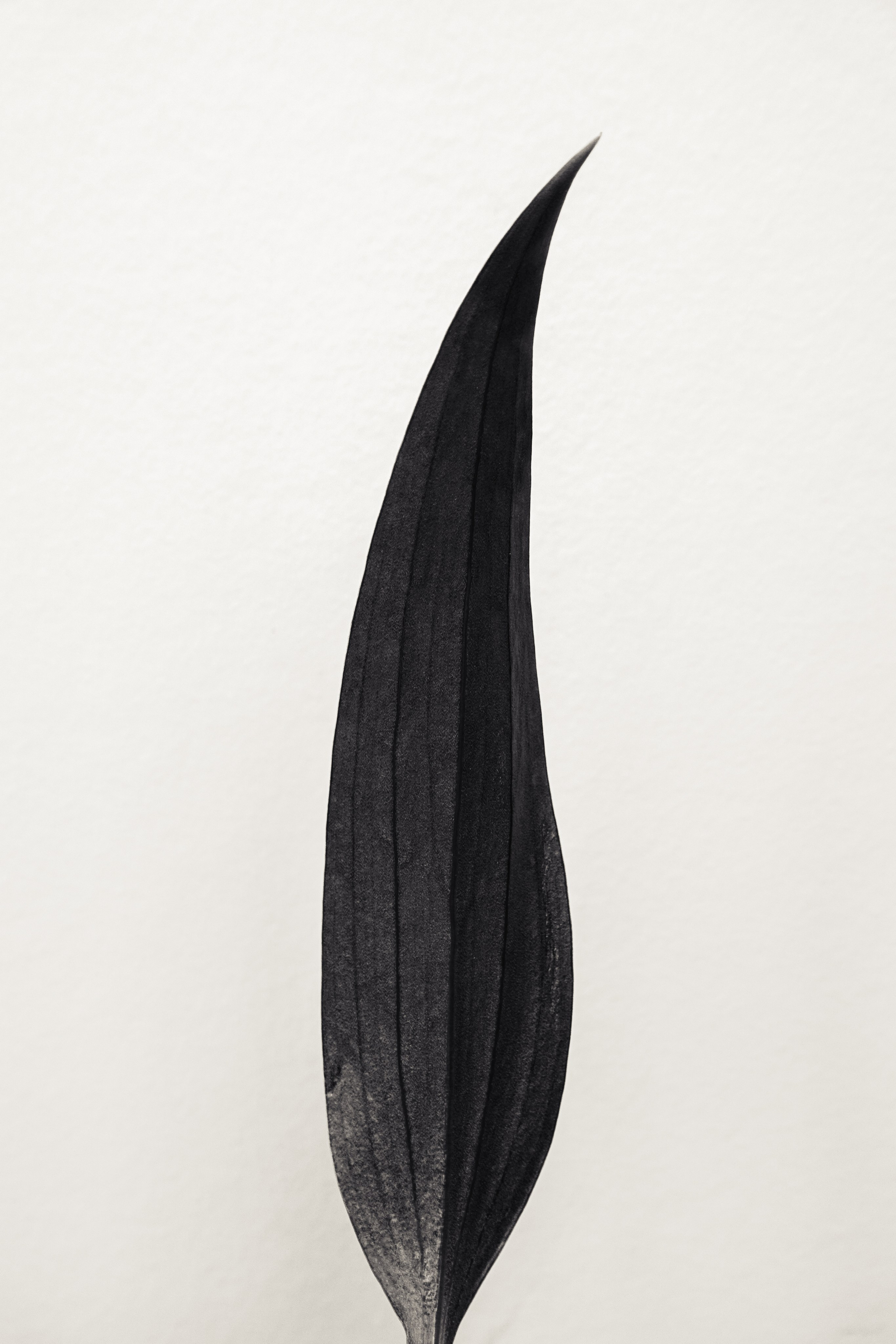 «Люди и растения». Фотограф Алиса Аспер