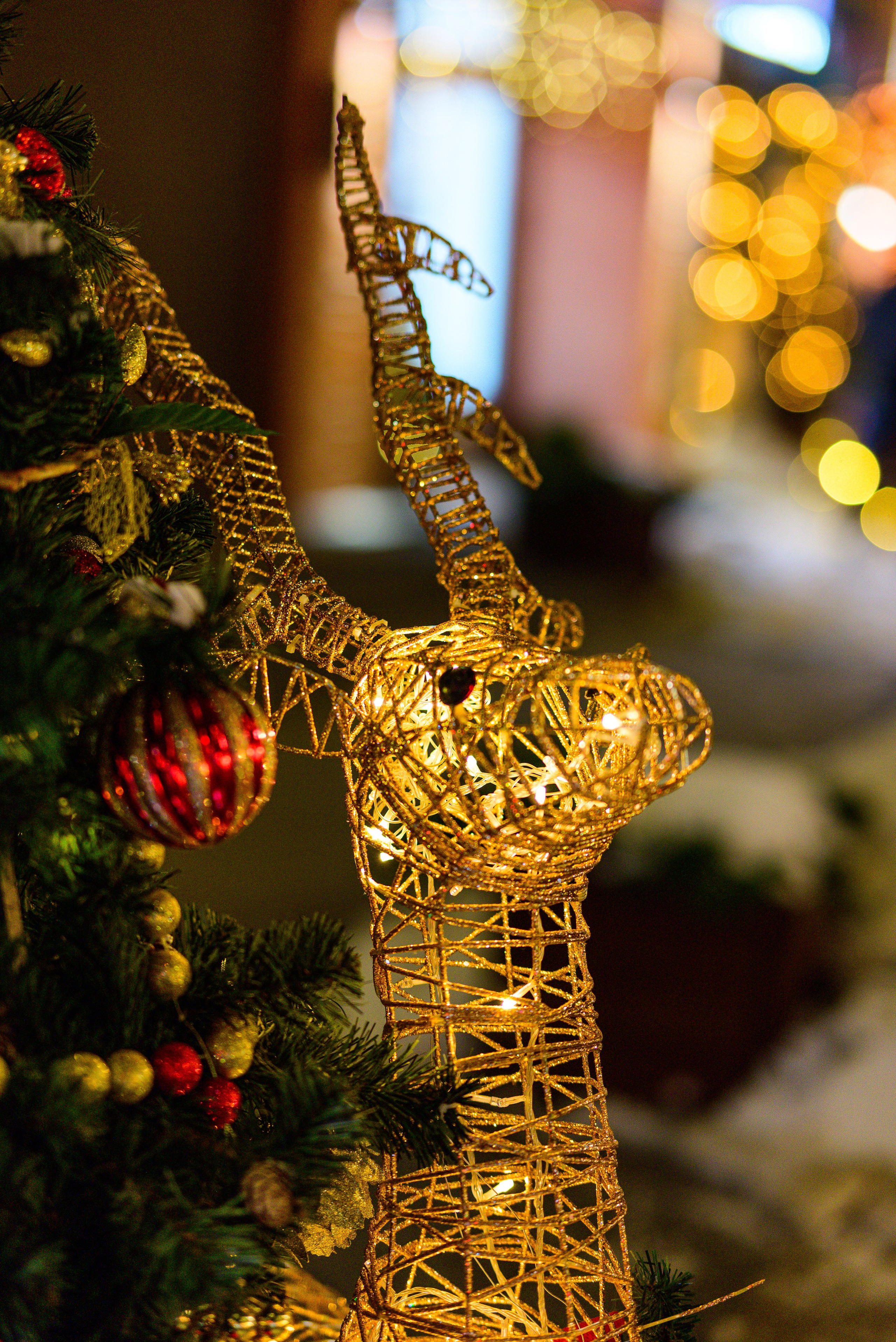 Зимняя Калининградская область. Фотосъемка и видеосъемка в Калининграде Liveemotion.pro