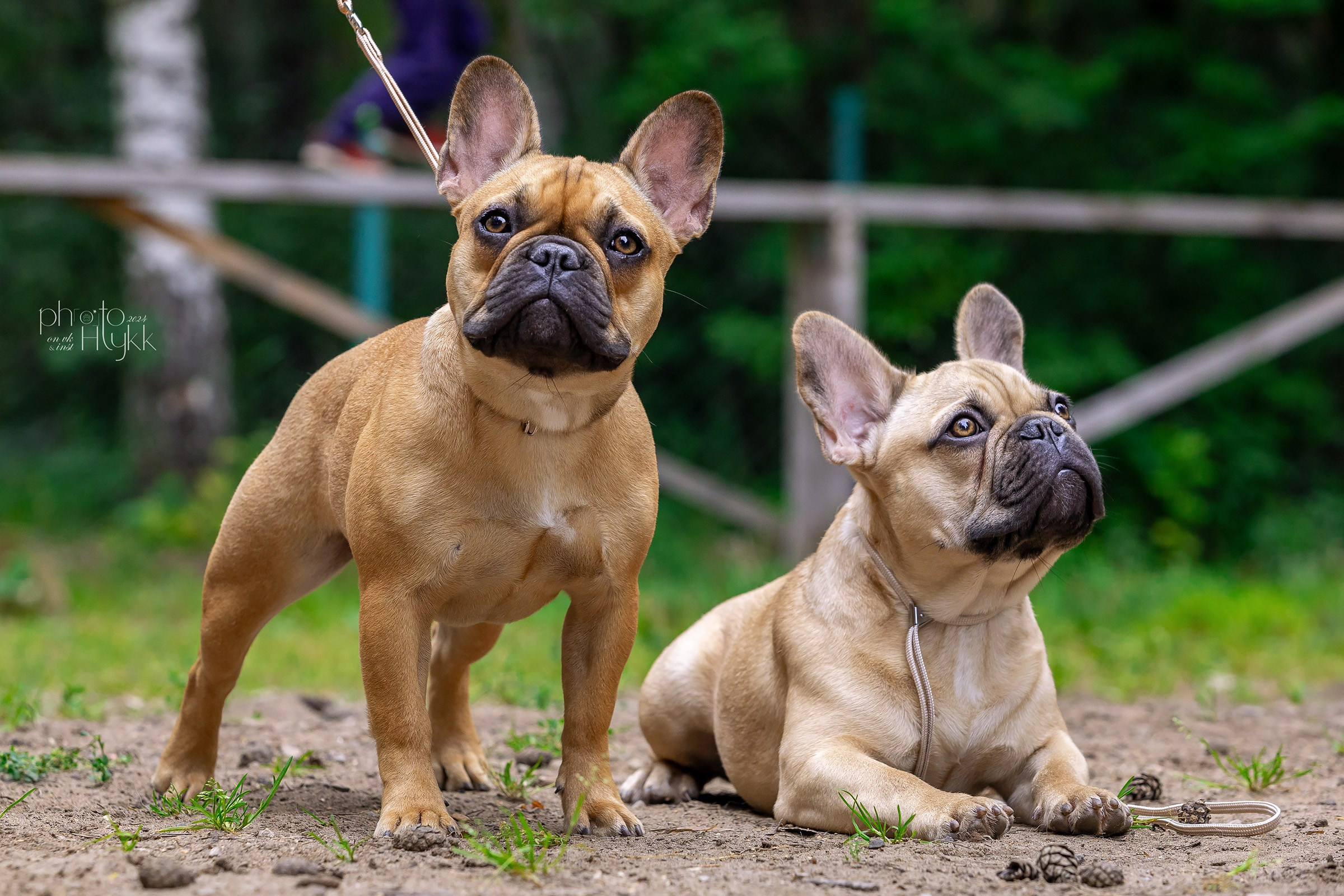 24 августа 2024, Выставка РКФ, г. Пермь. Htykk_photo