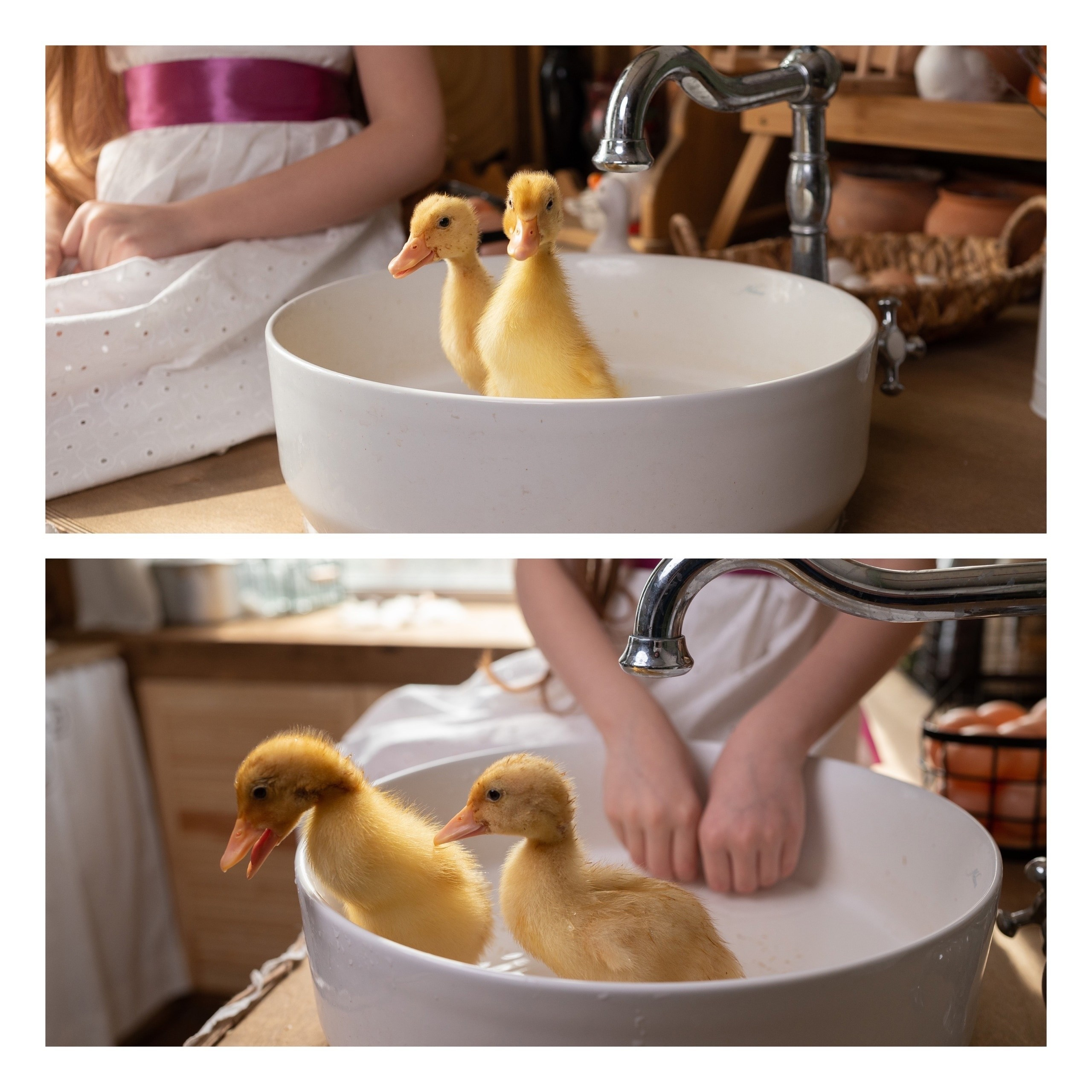 Кролик «Бублик» и цыплята. Фотограф в Тюмени Голышева Елена