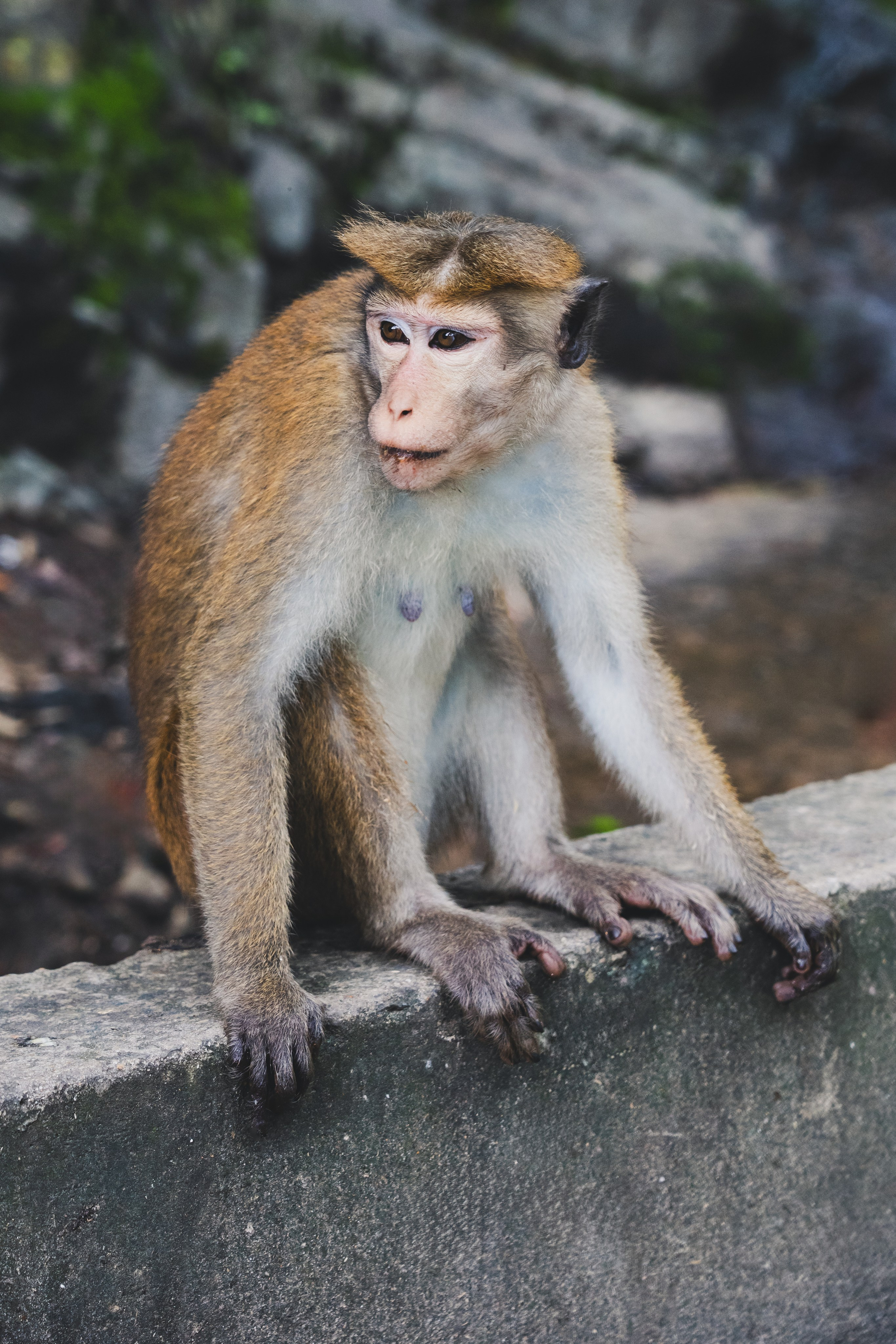 Шри-Ланка 2025. Легкая фотография