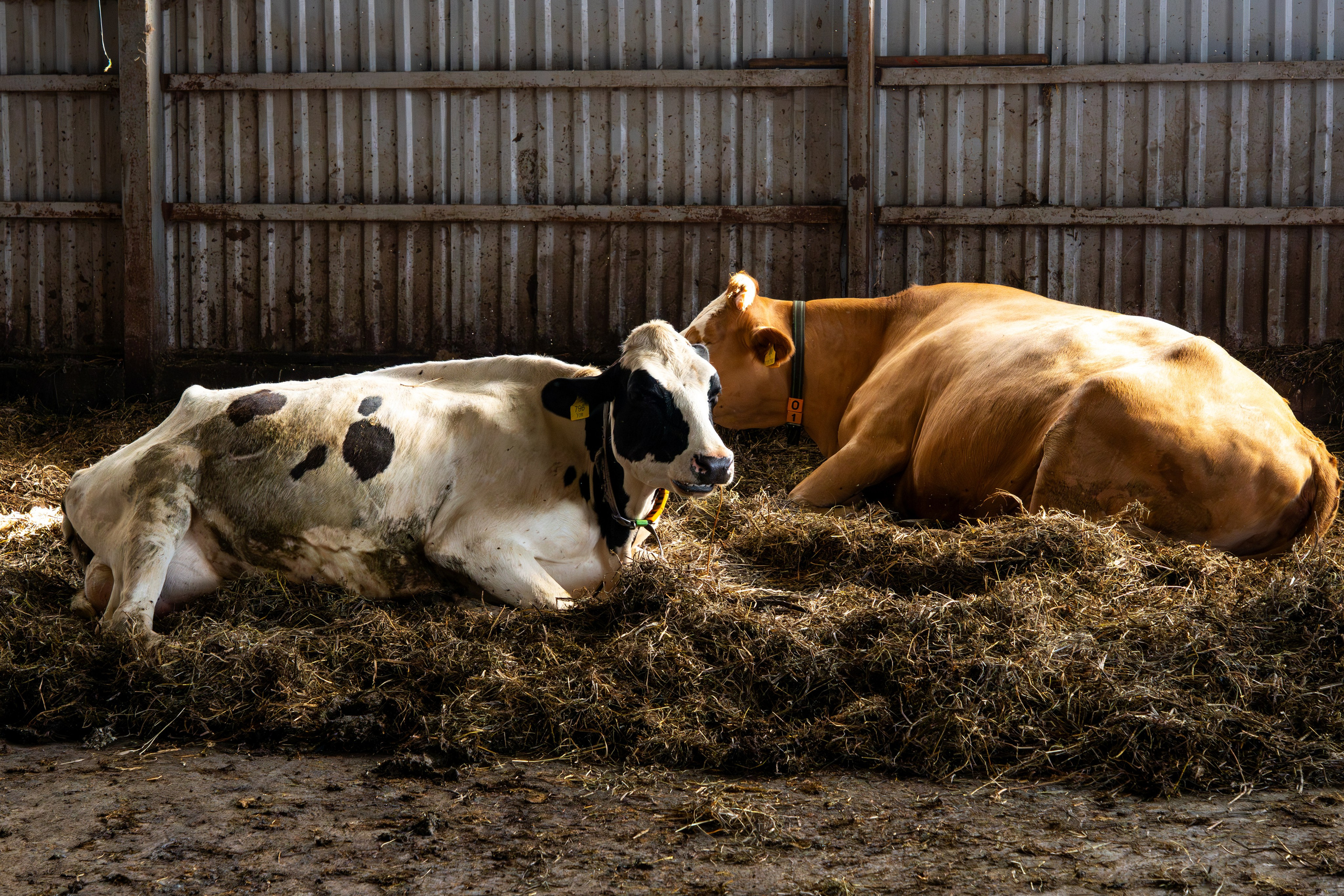 «Летний институт», посвящённый историческим процессам на евразийском пространстве. Репортажный фотограф в Москве Легкая Софья