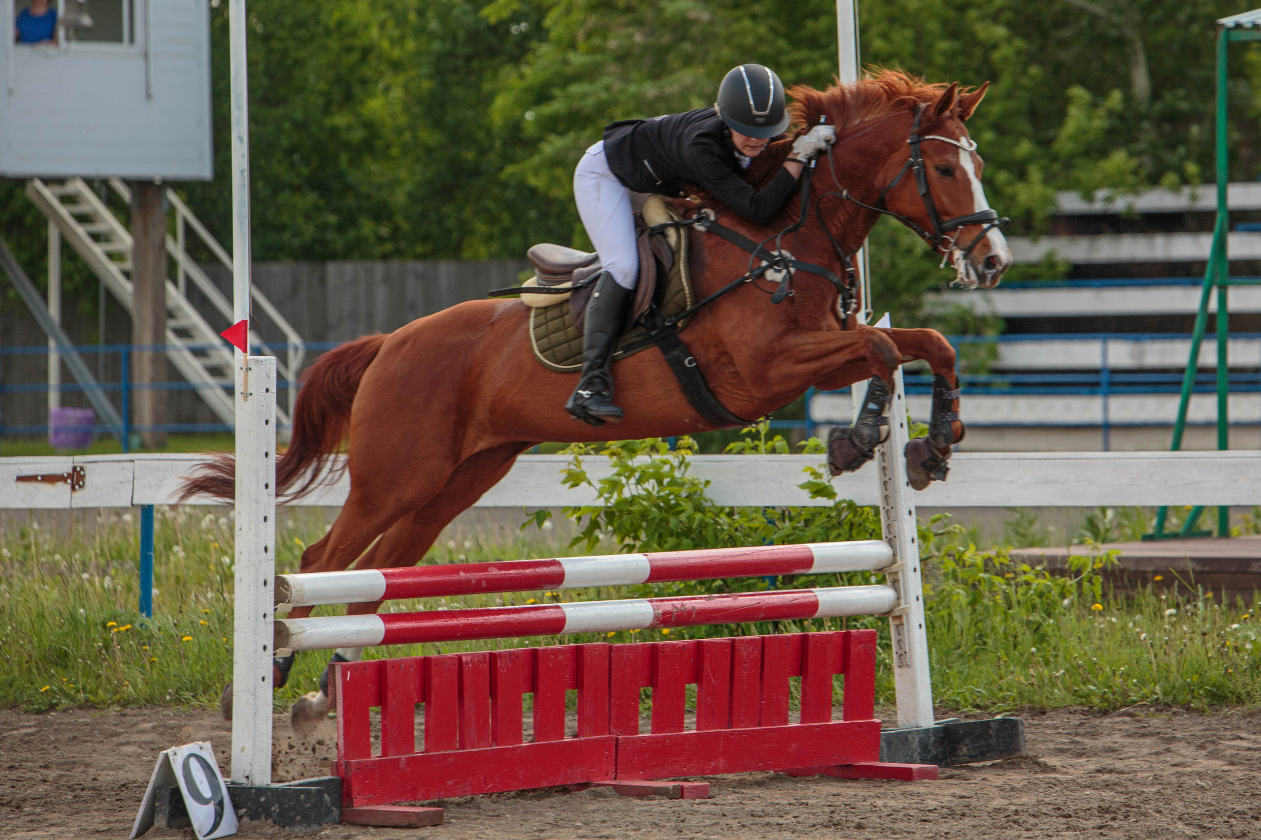 2024. Конный фотограф в Красноярске — Любовь Похабова