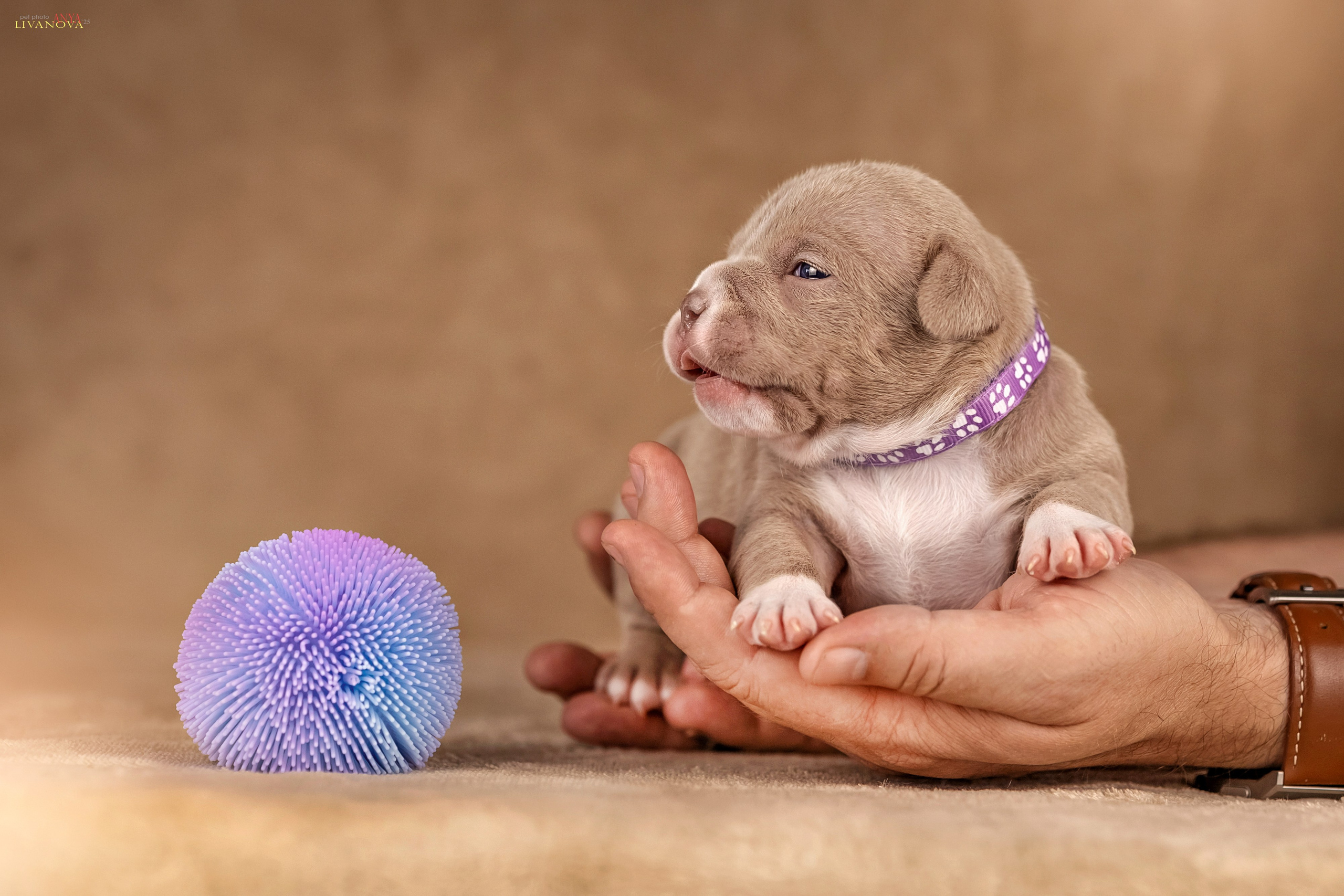 Амбулли. Фотограф анималист Аня Ливанова | Рыбинск