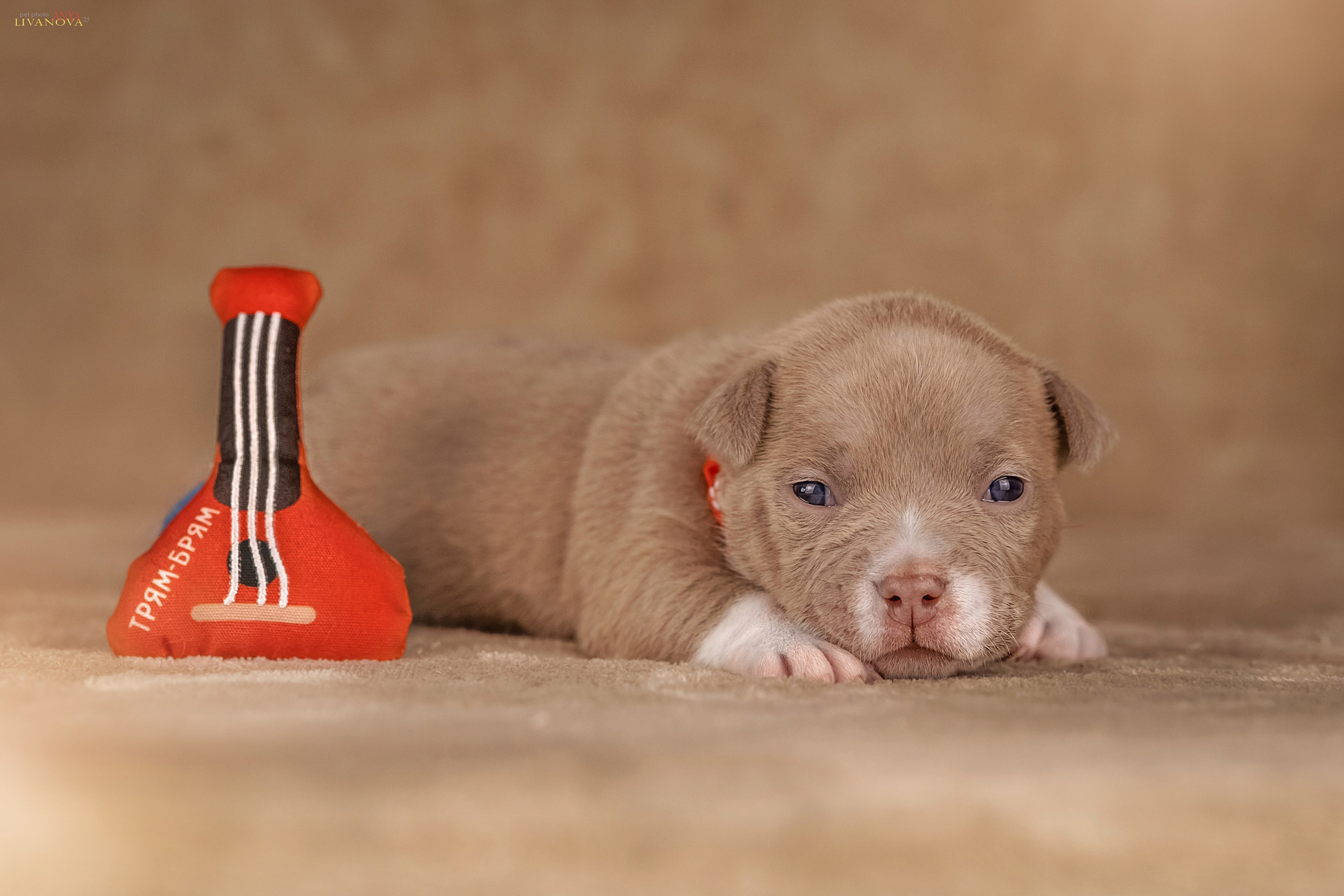 Амбулли. Фотограф анималист Аня Ливанова | Рыбинск