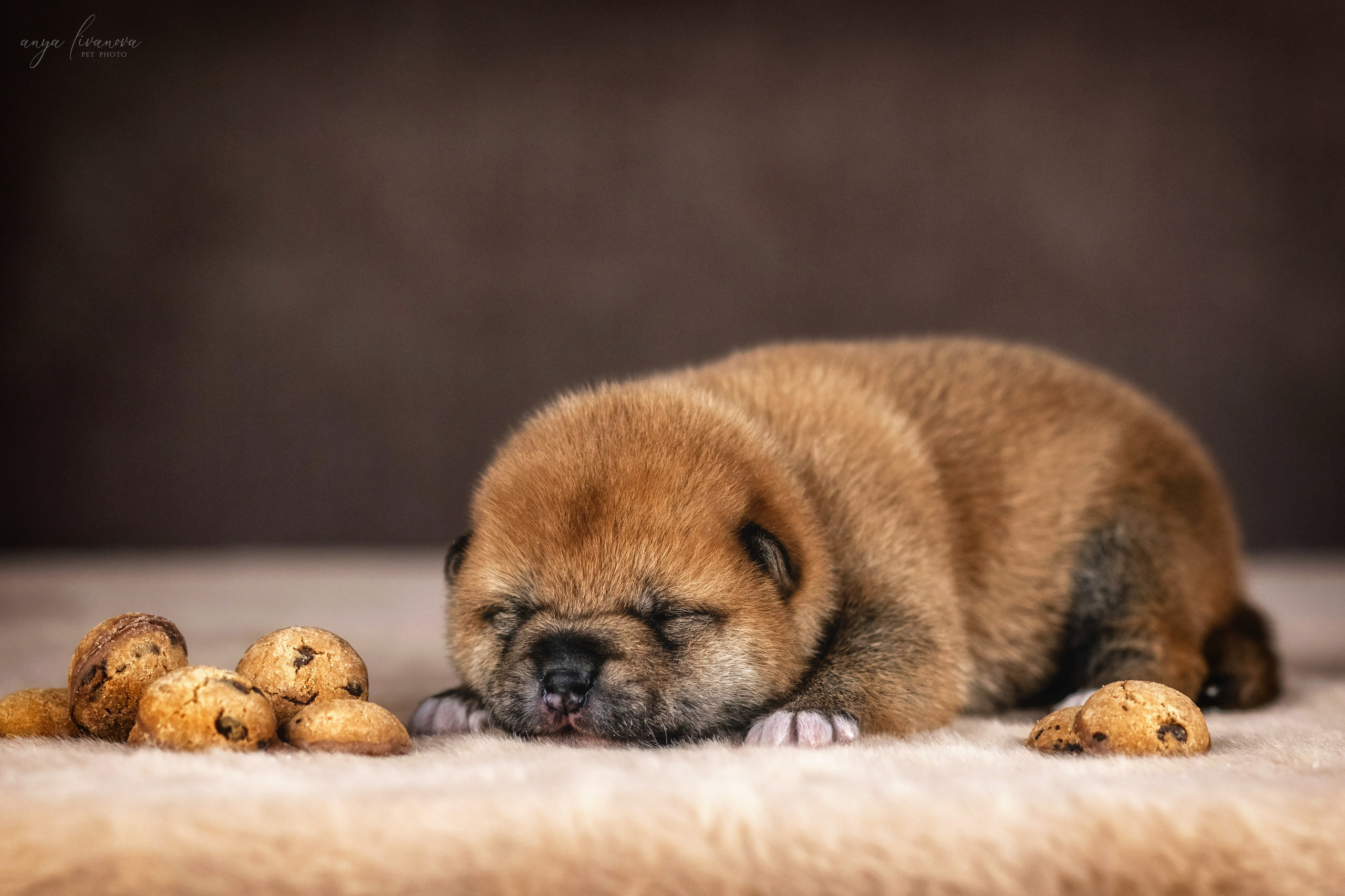 Сибы. Фотограф анималист Аня Ливанова | Рыбинск
