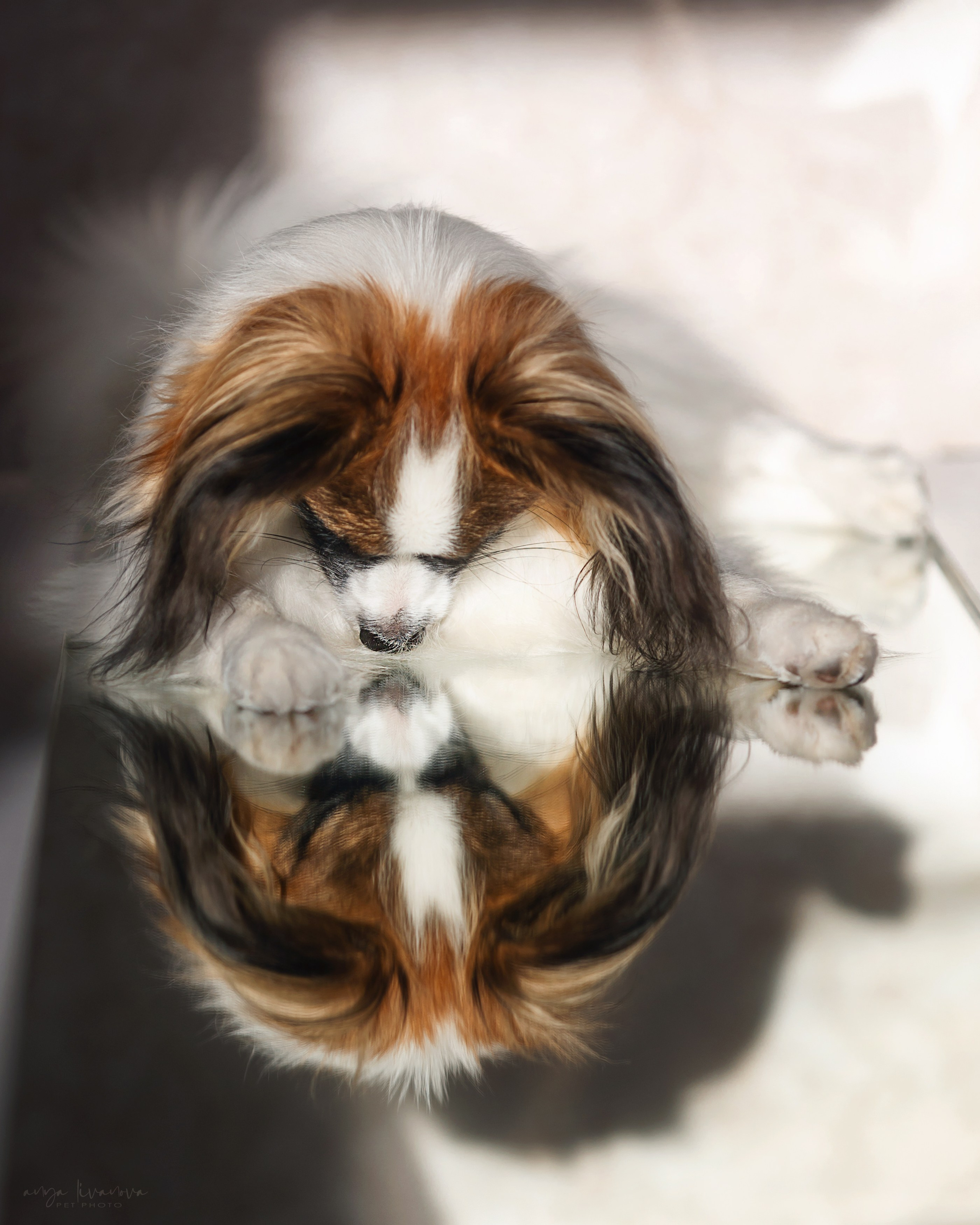 Хьюстон. Фотограф анималист Аня Ливанова | Рыбинск