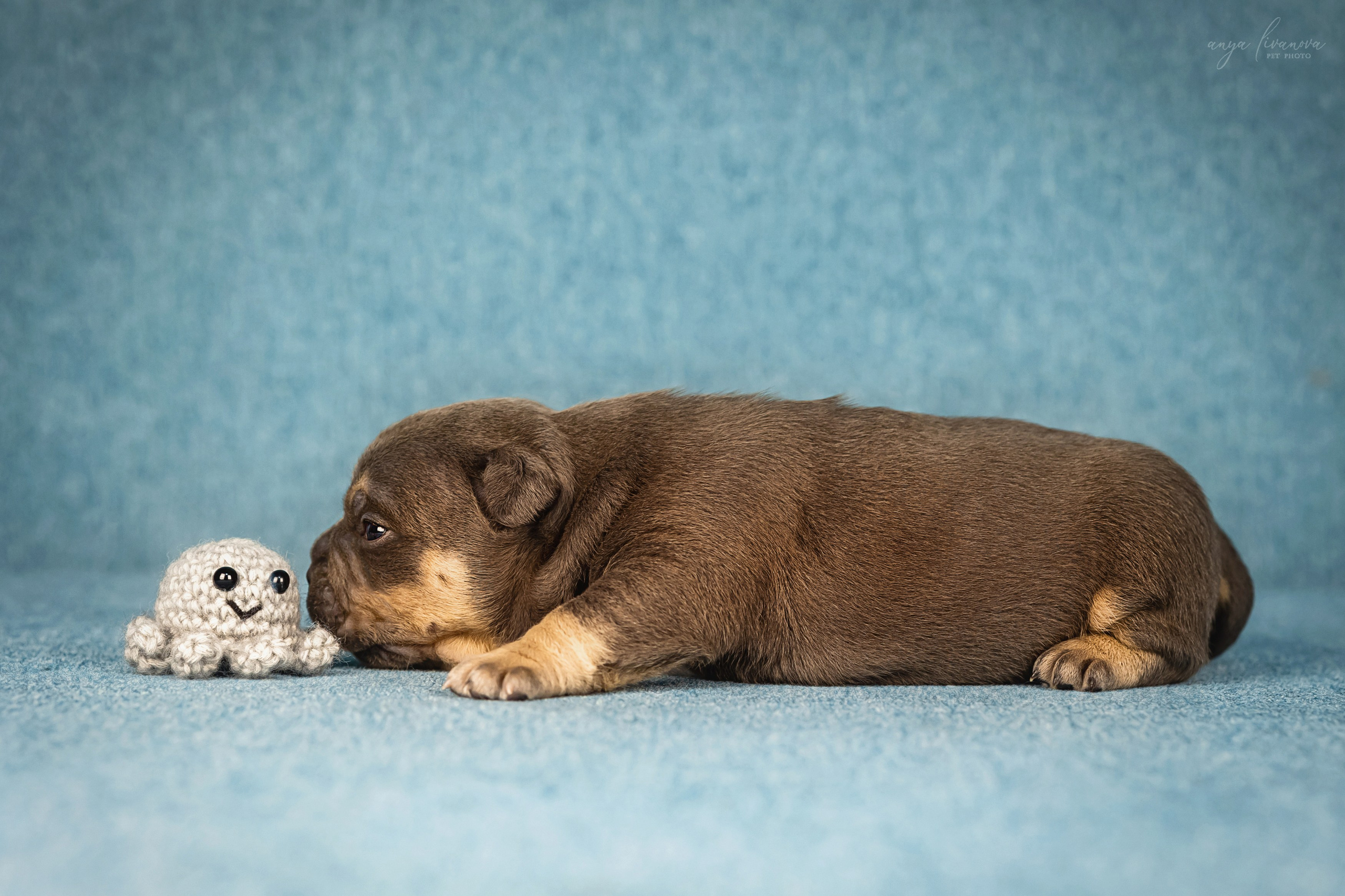 Амбулли. Фотограф анималист Аня Ливанова | Рыбинск