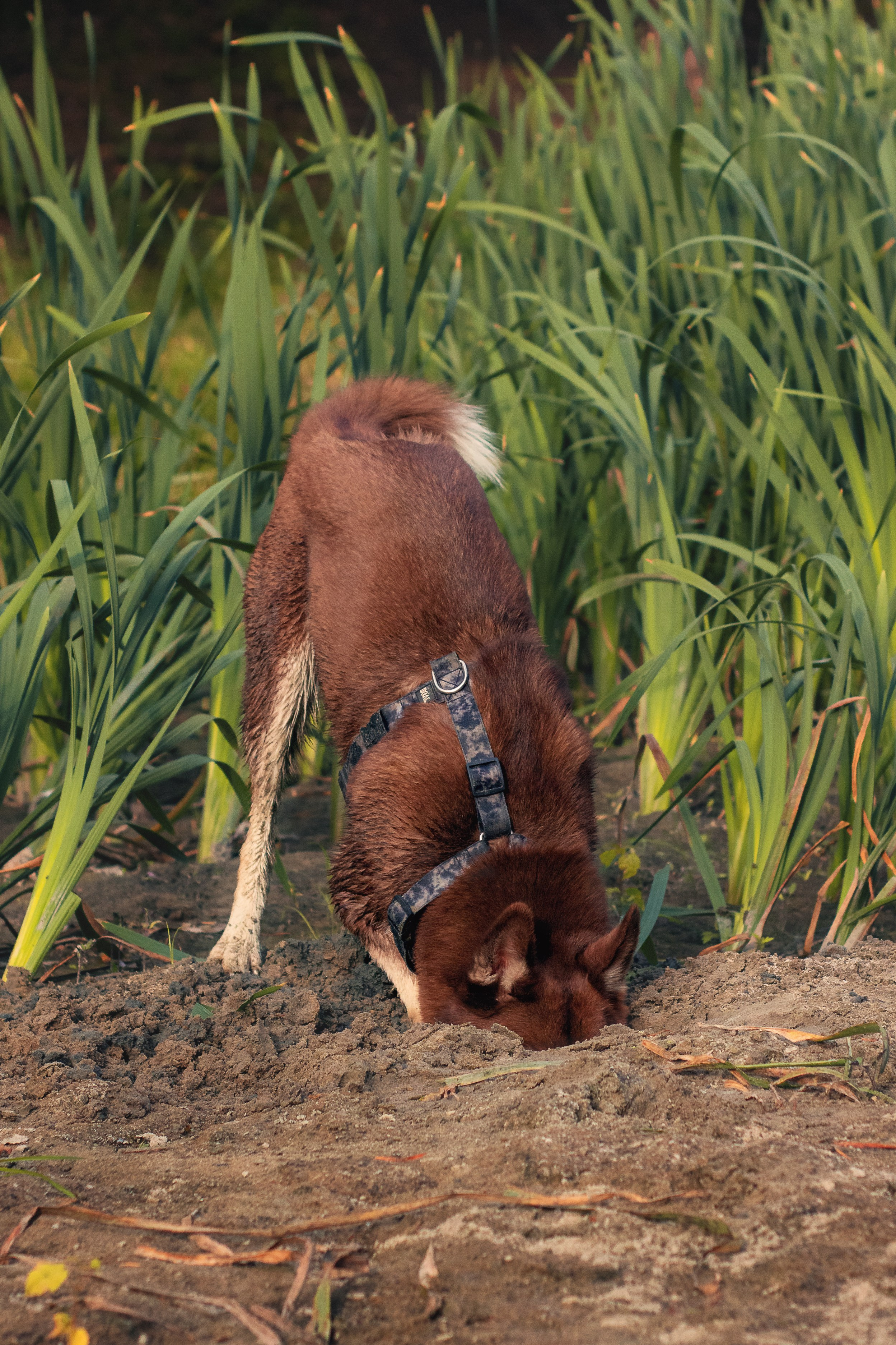 Светлана и Тисэ. YULA KOLESOVA | Фотограф — Анималист | Художник | Тюмень