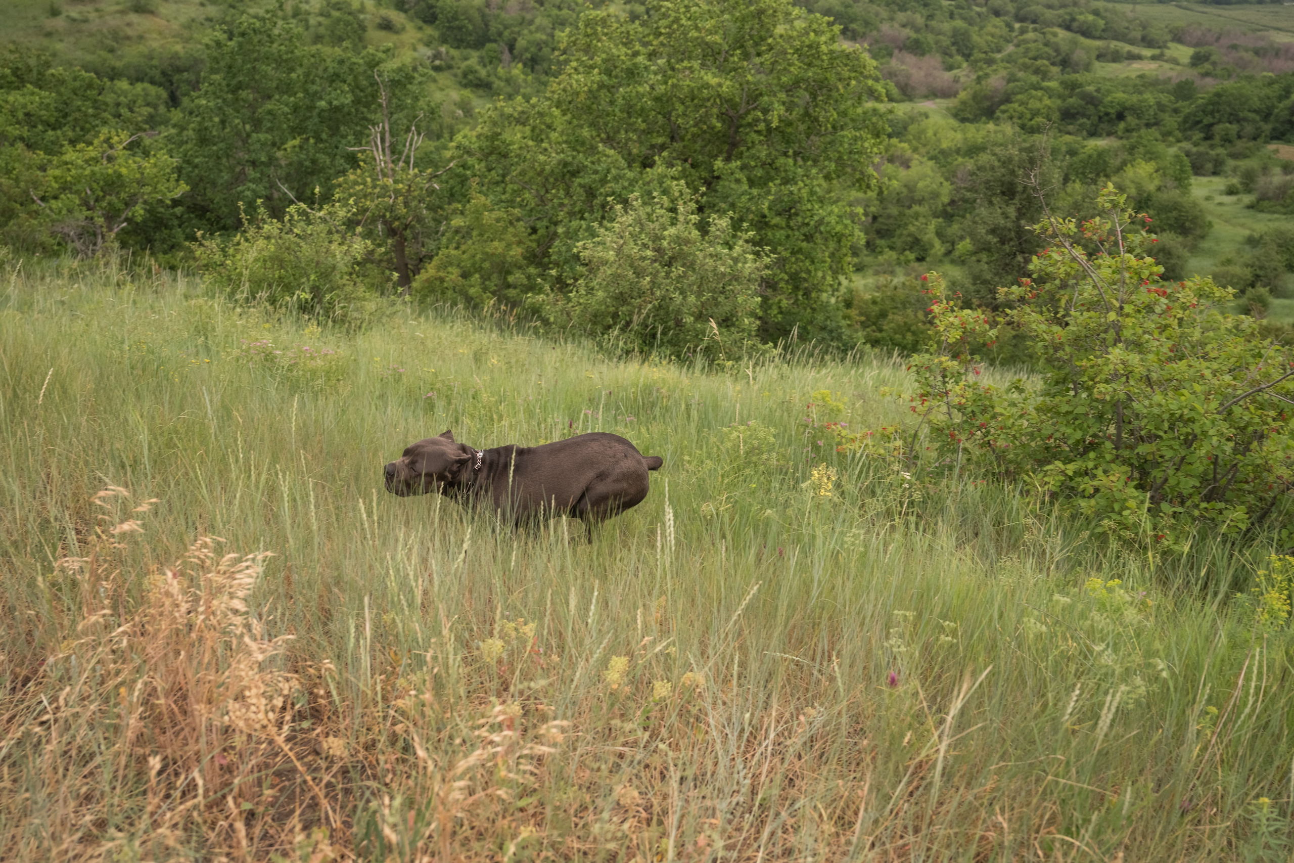 Дина, Яна и Лео. Фотограф Саратов Юлия Петрова