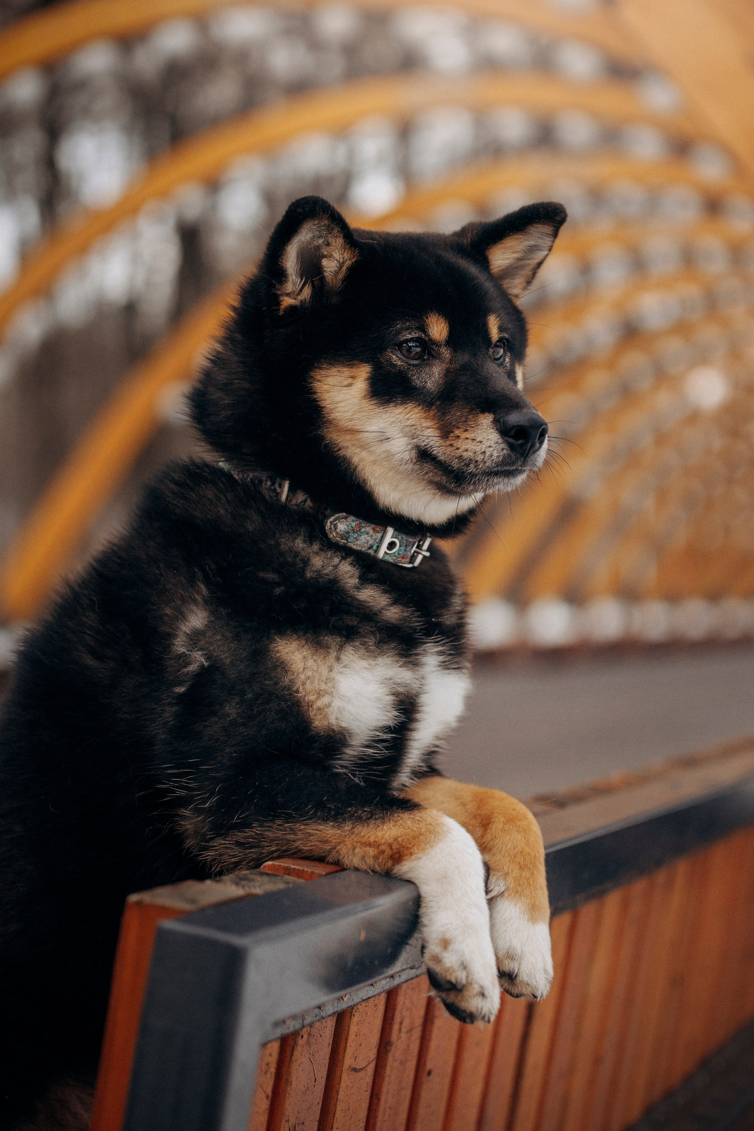 Дарья и Мики. Фотограф — Анималист | Санкт-Петербург