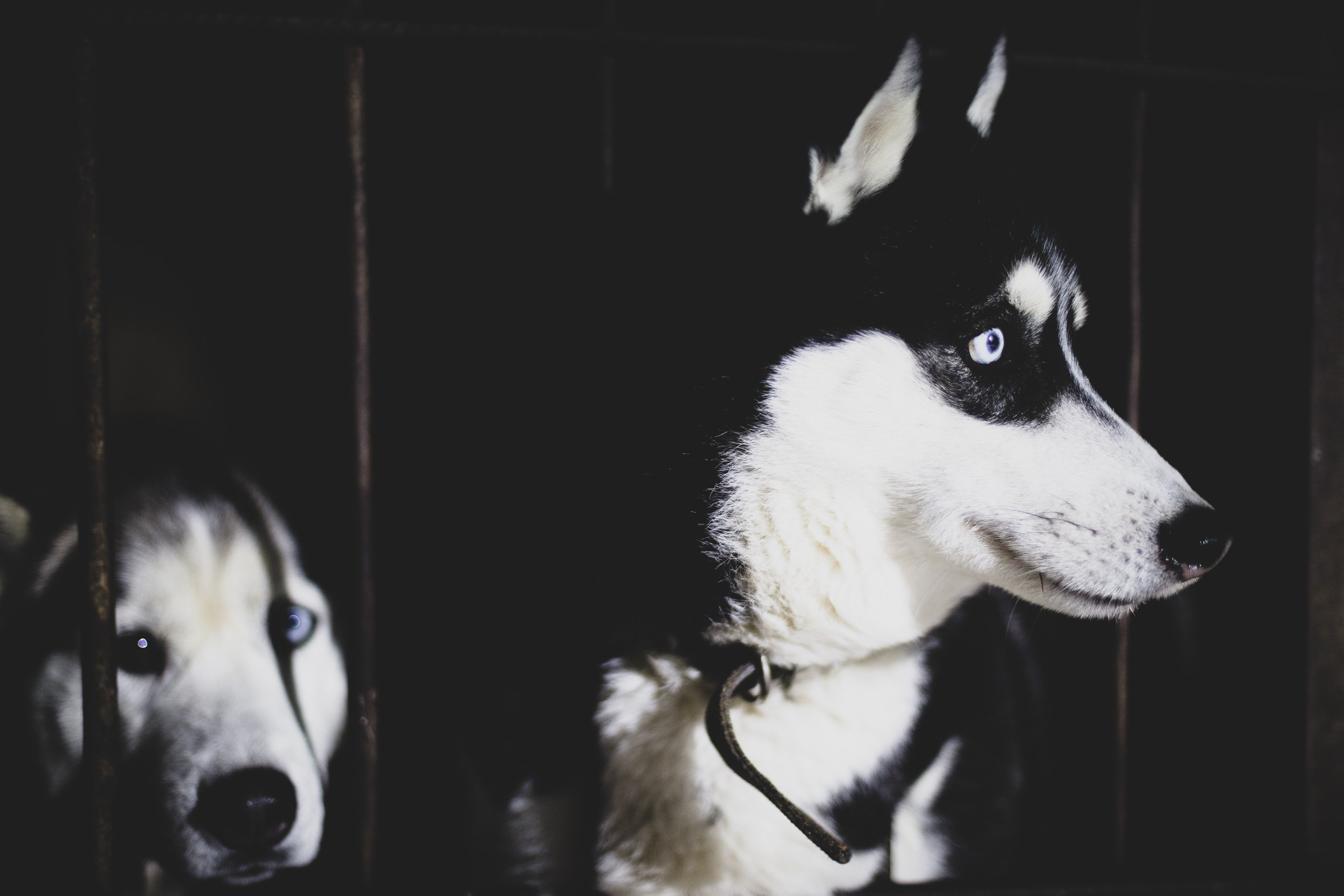 Фонд помощи: Husky_help_21. Фотография