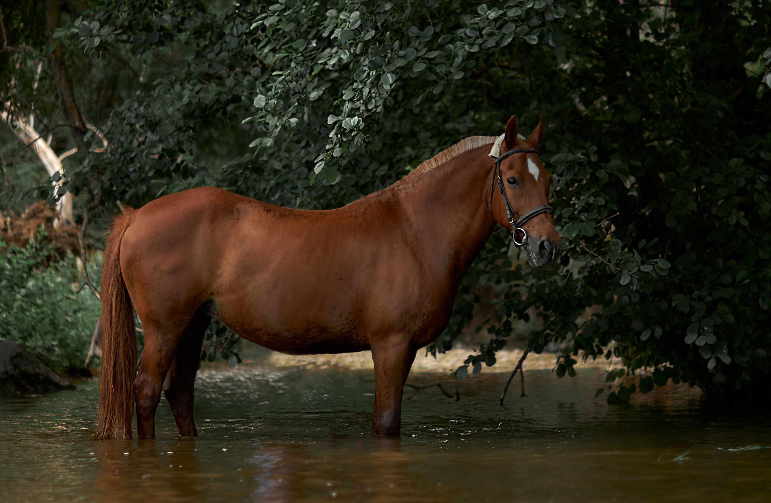 Касандра. Фотограф в Севастополе