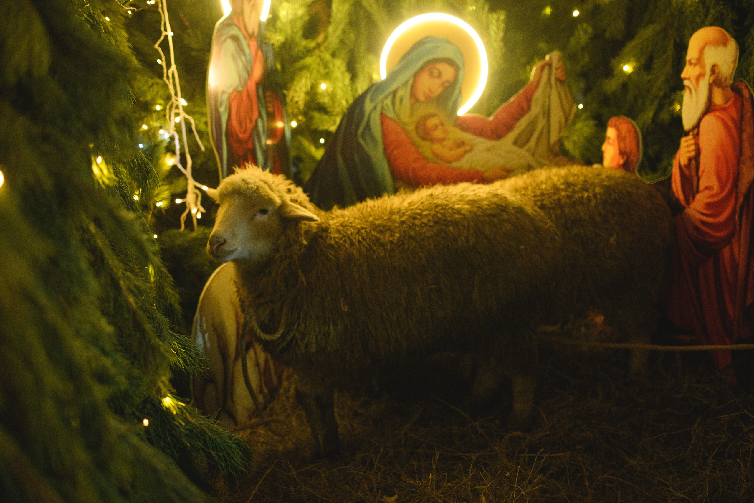 Рождество Христово 7.01.2024. Семейный и свадебный фотограф в Феодосии и Коктебеле