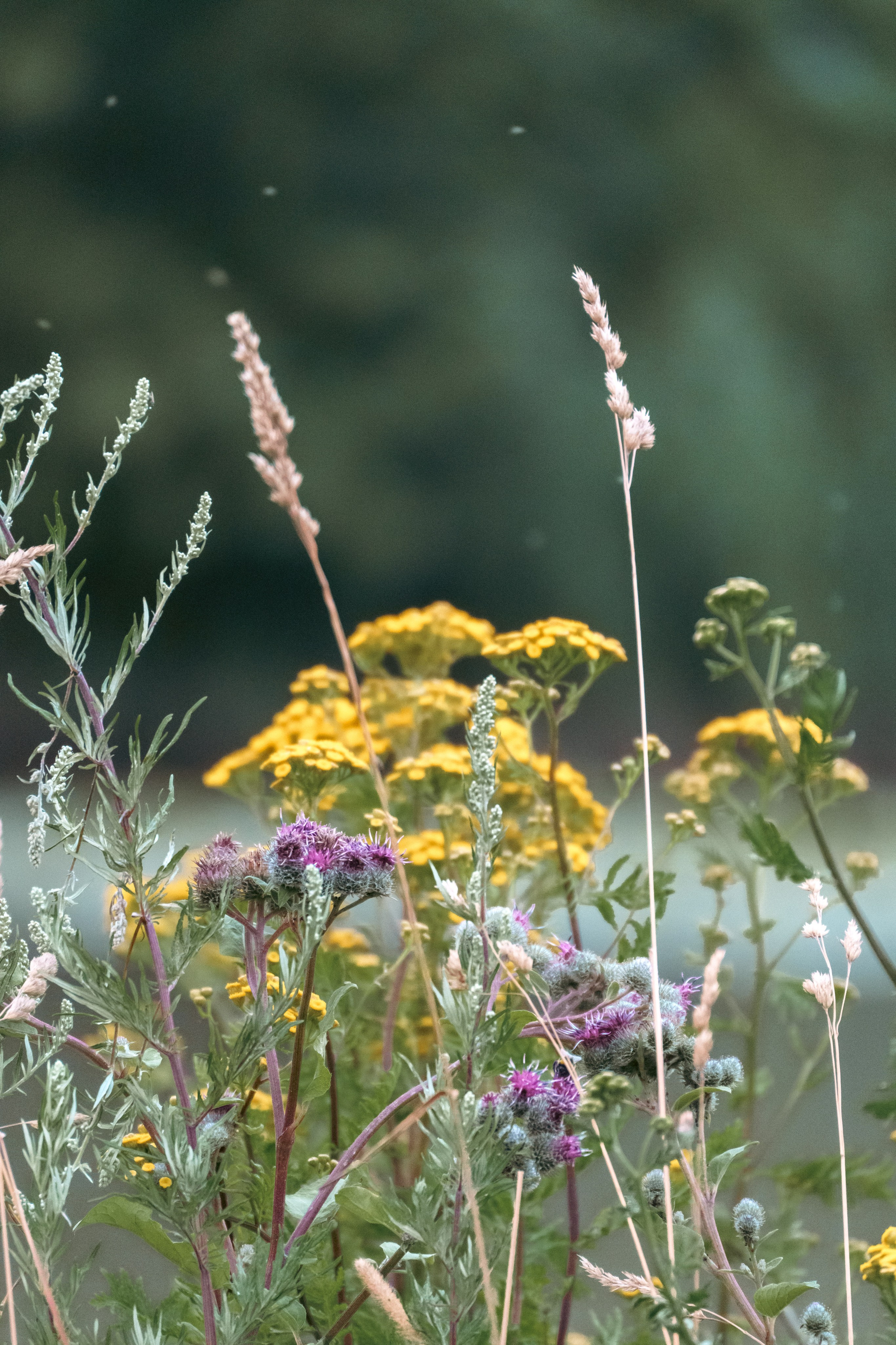 Природа. Фотограф в Санкт-Петербурге Ибрагимова Алина