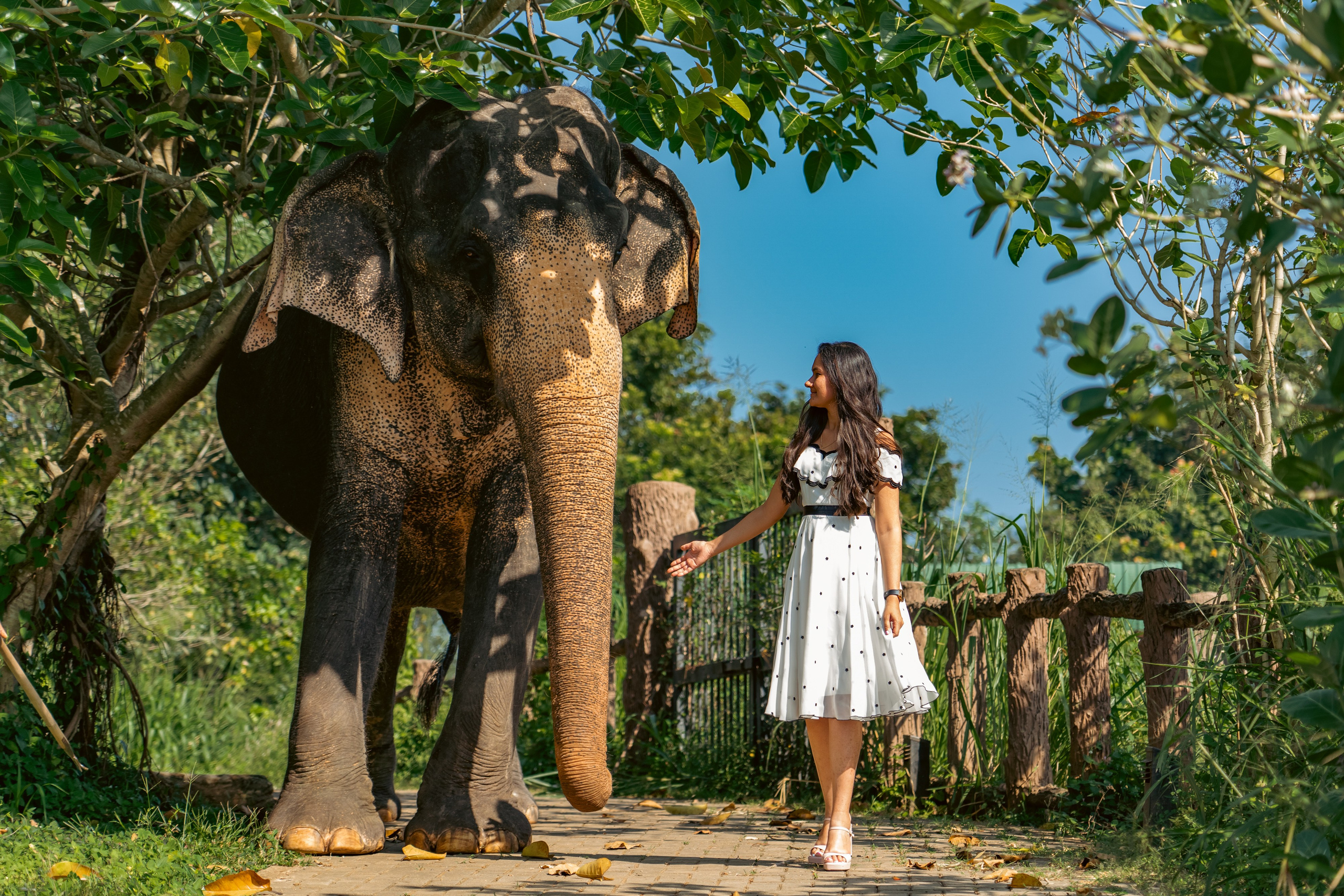 Promo content shooting for Ceylon Forward Tours